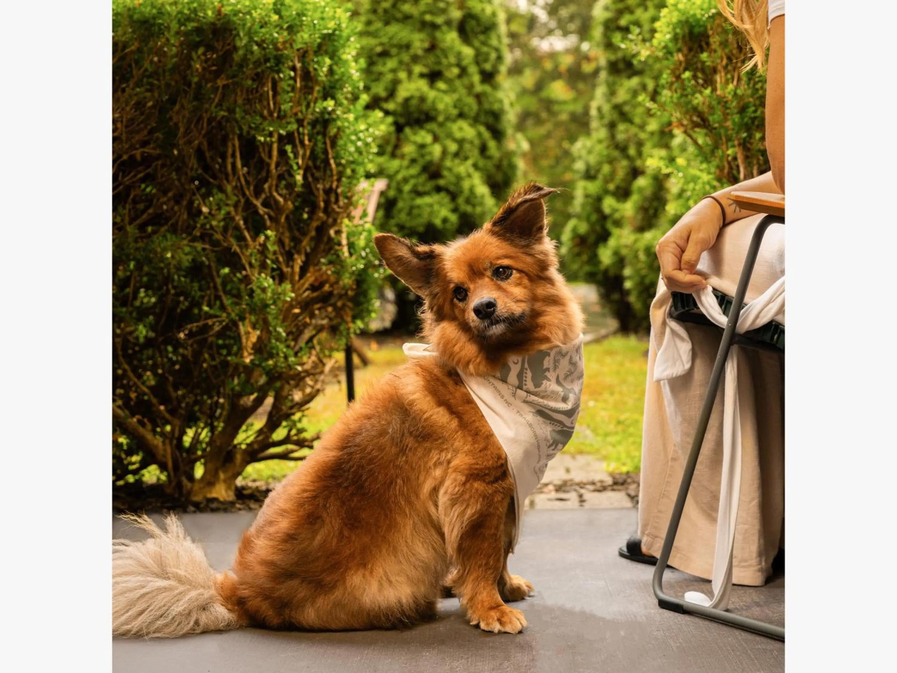 pet friendly in Trailborn Highlands