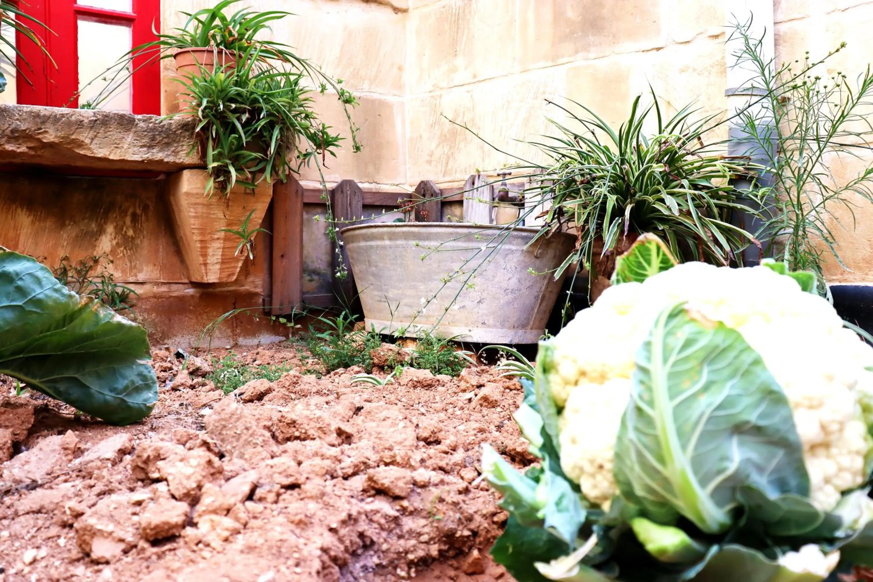 Garden in Il-Bàrraġ Farmhouse B&B - Gozo Traditional Hospitality
