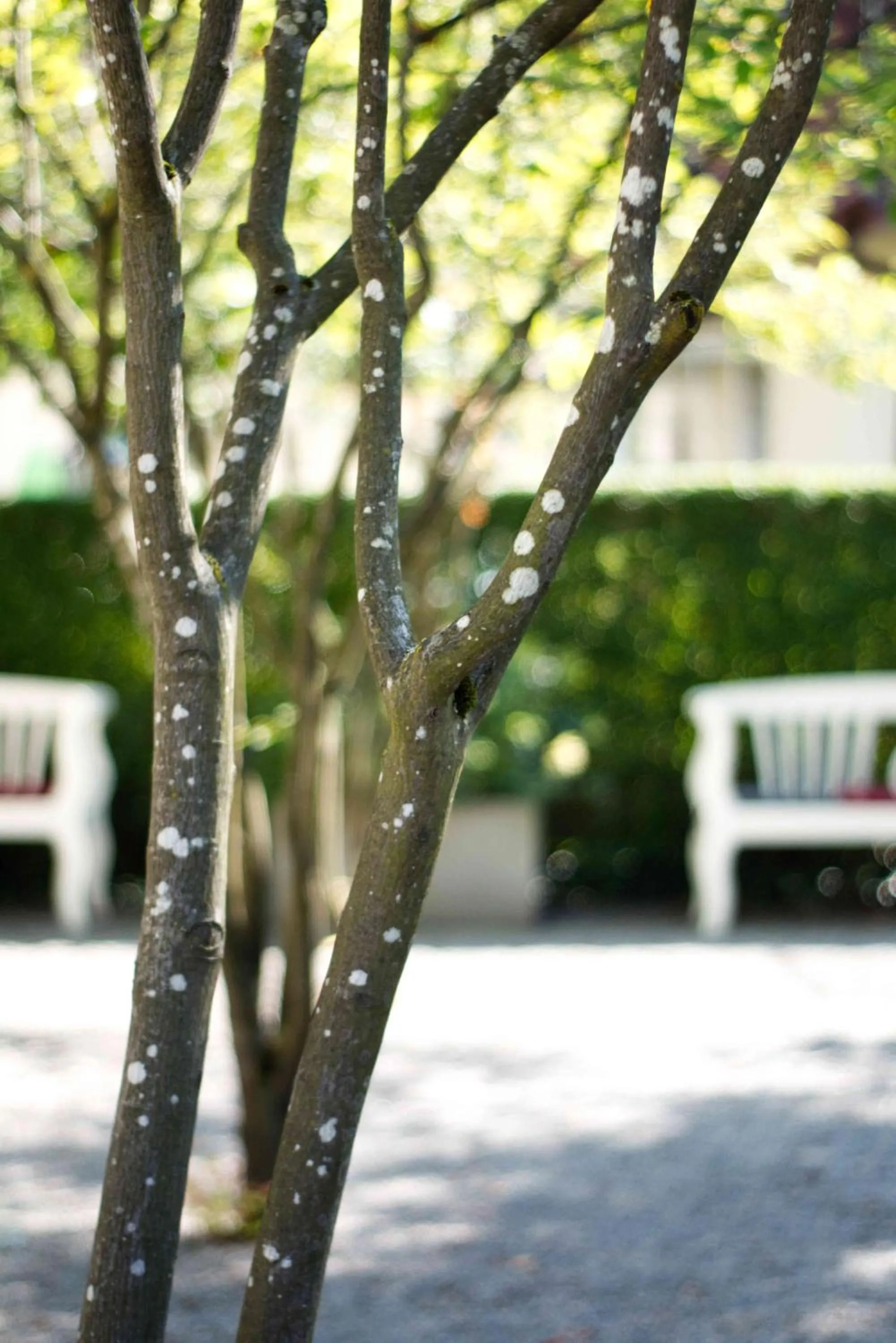 Garden in Hotel am Schlosspark Zum Kurfürst
