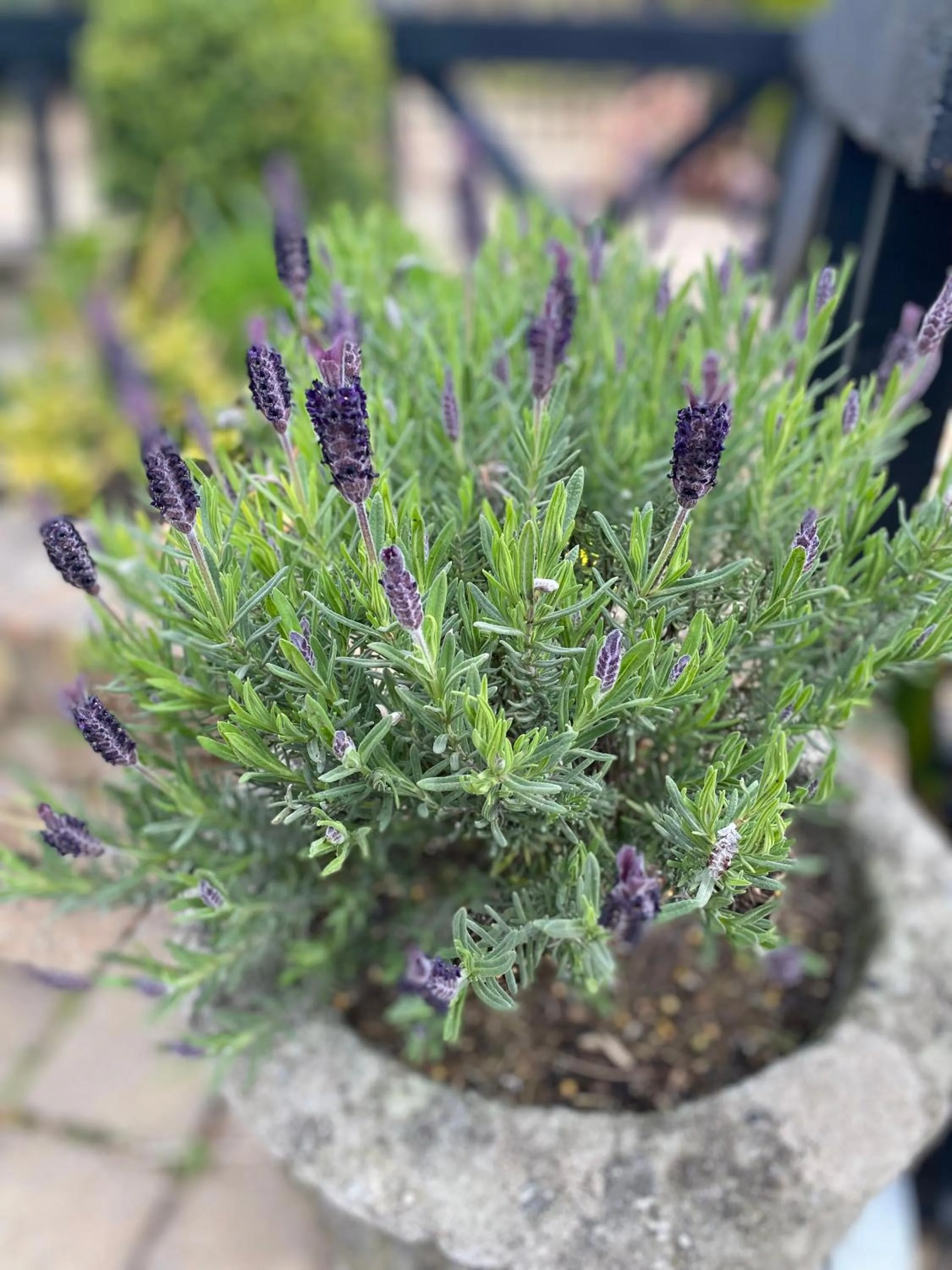 Garden in The Trooper Inn