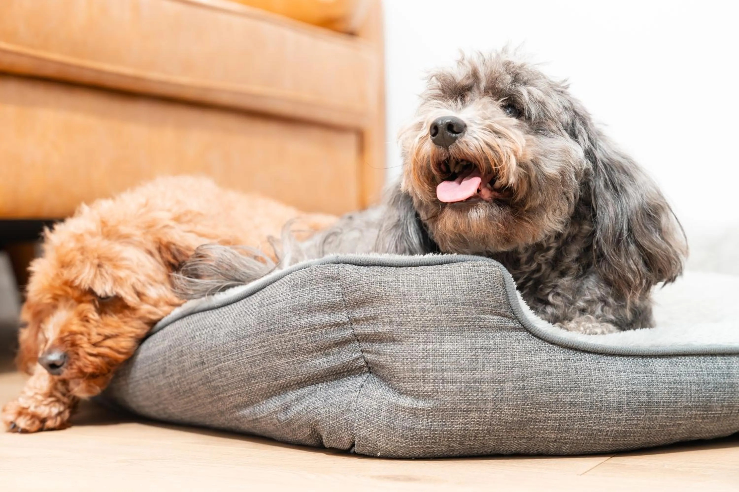 Pets in Roydons Motor Inn