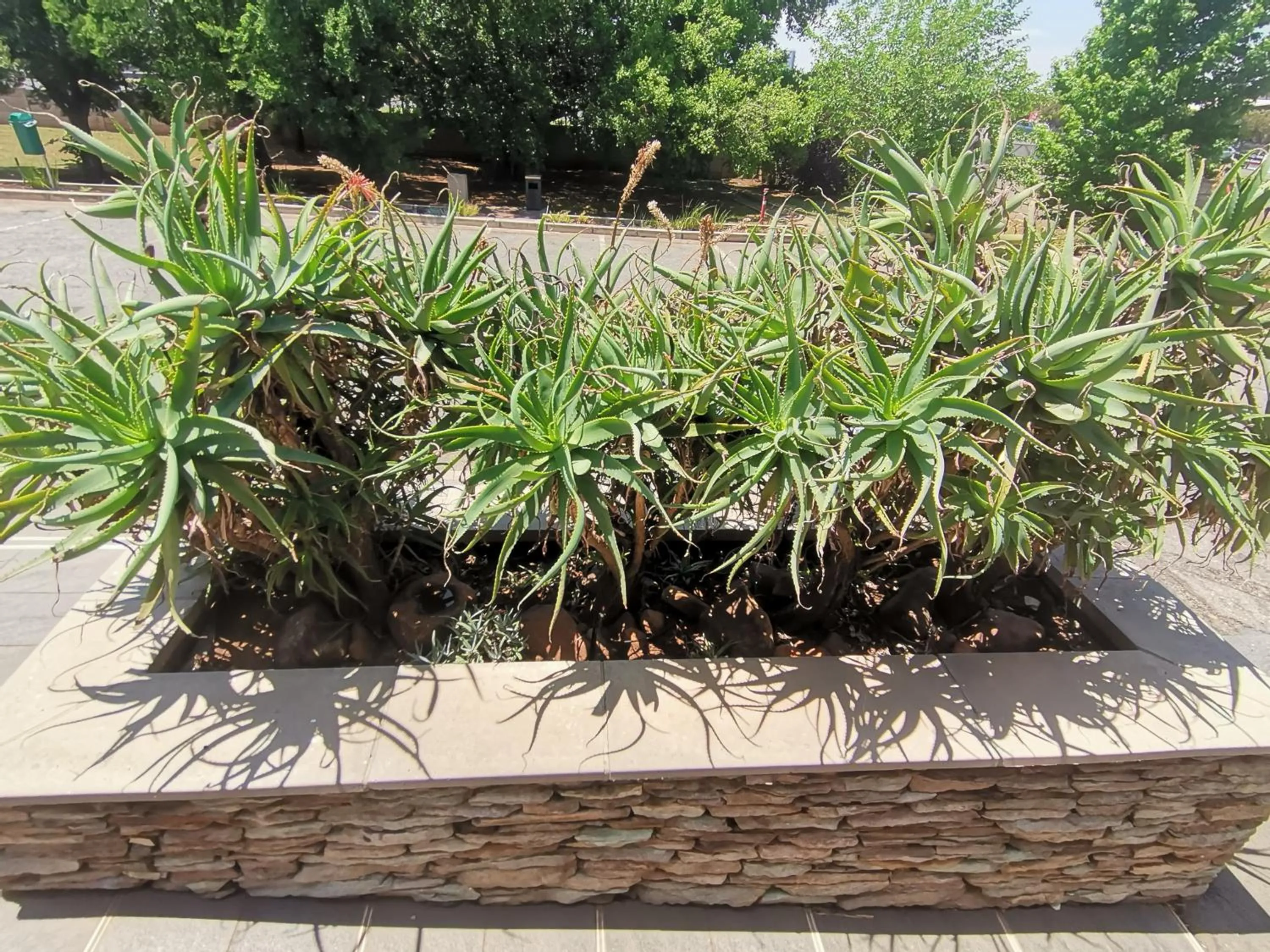 Garden in SUN1 Vereeniging