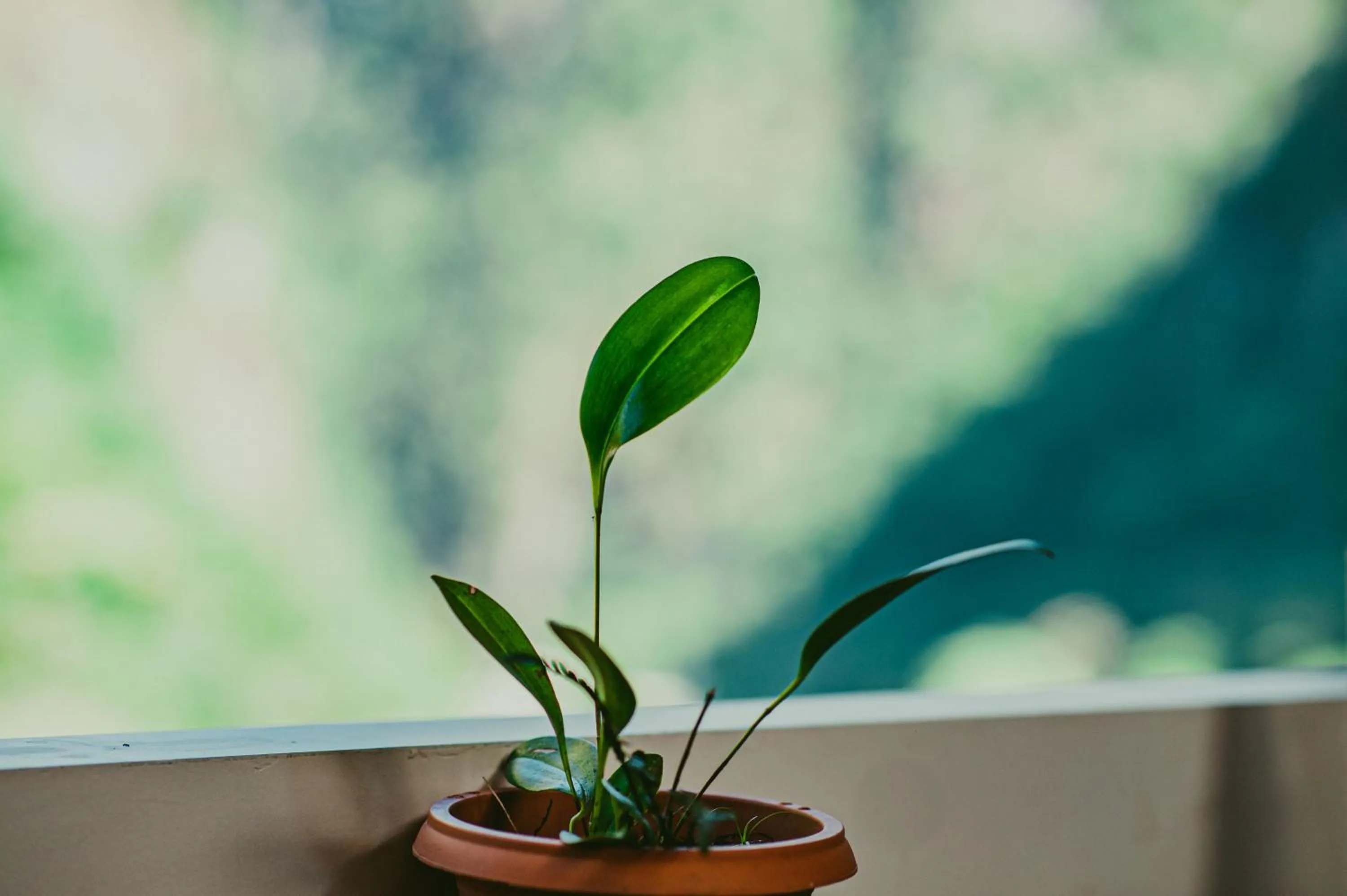 Balcony/Terrace in Rupa Rupa High Jungle Eco B&B