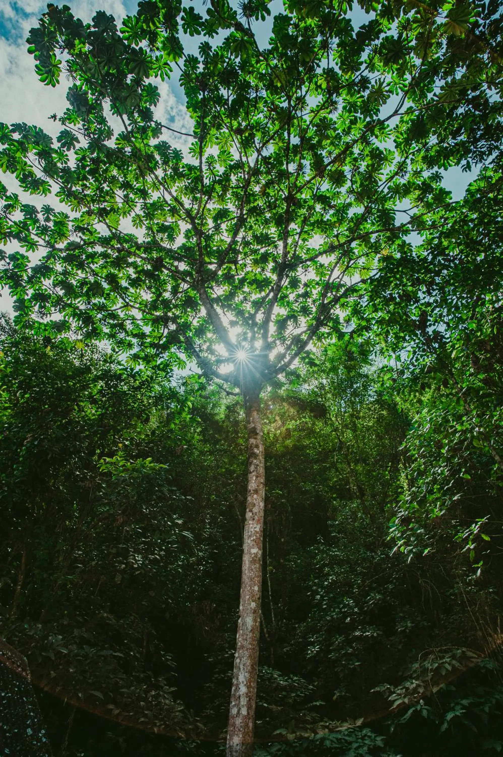 Natural landscape in Rupa Rupa High Jungle Eco B&B