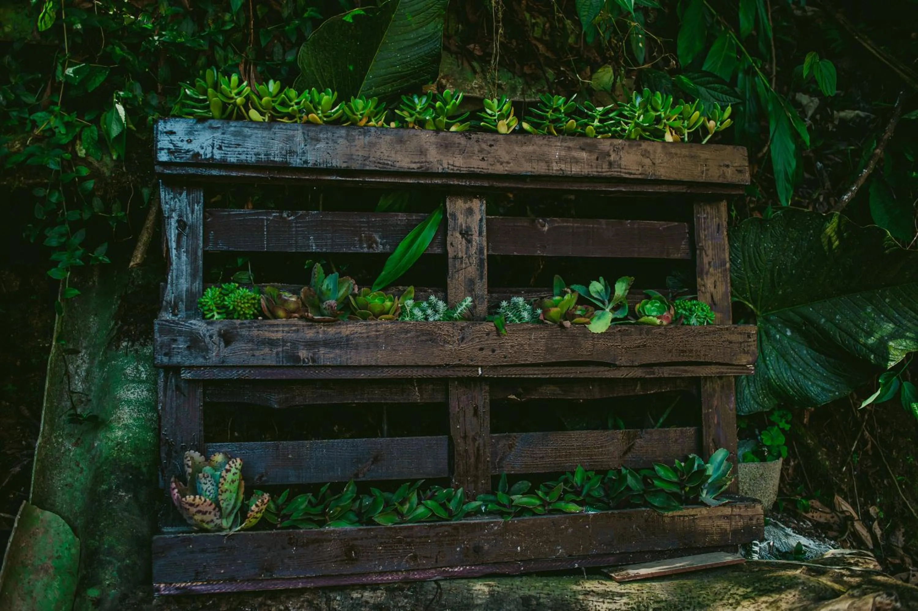 Garden in Rupa Rupa High Jungle Eco B&B