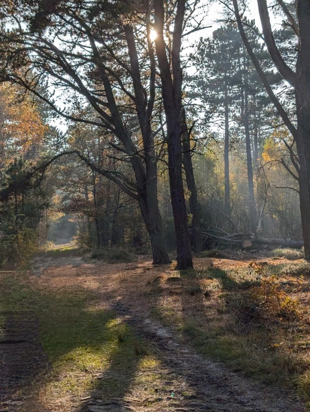 Natural landscape in Hotel Wernerwald