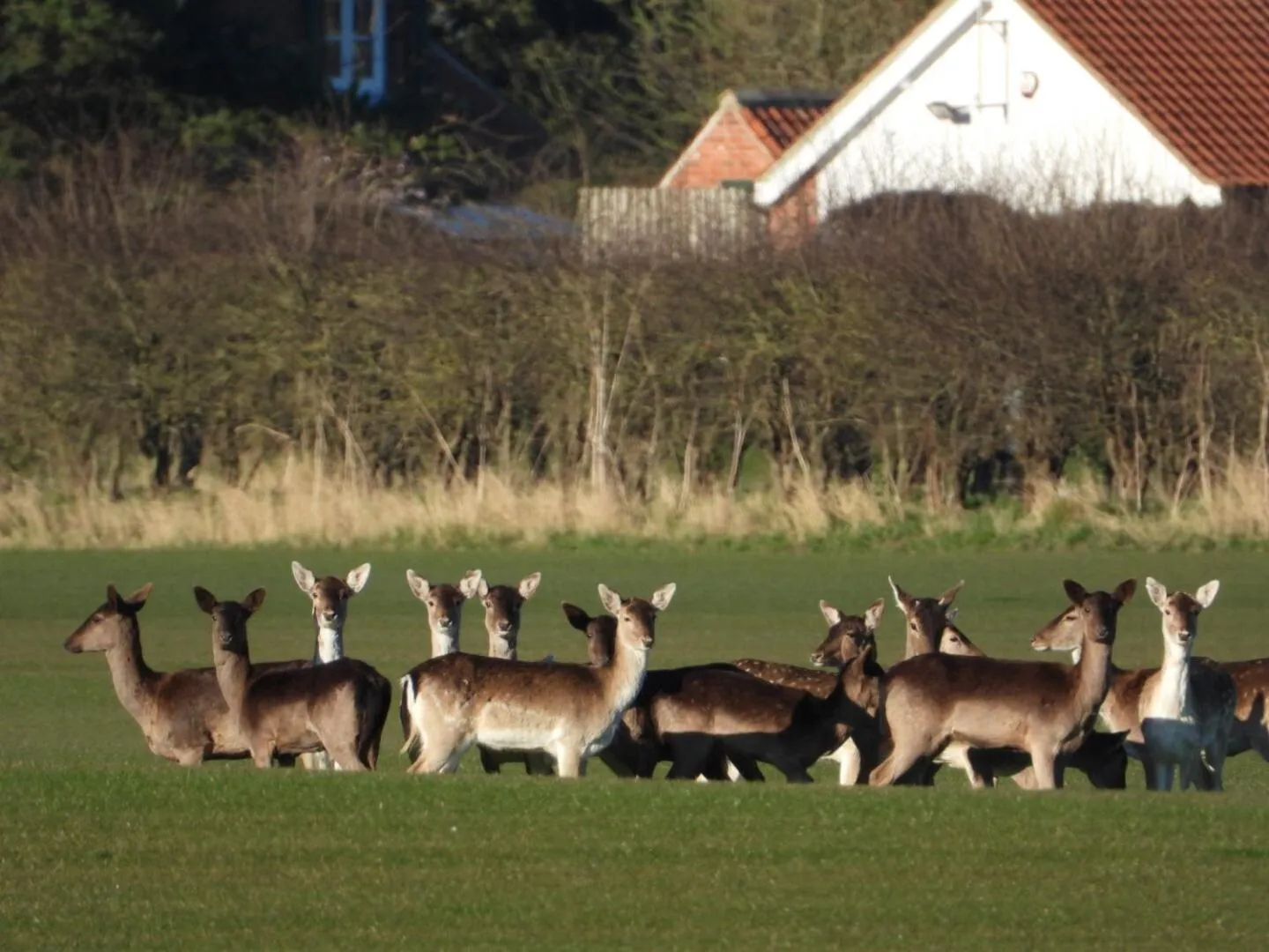 Natural landscape in Hollicarrs - Dragonfly Lodge