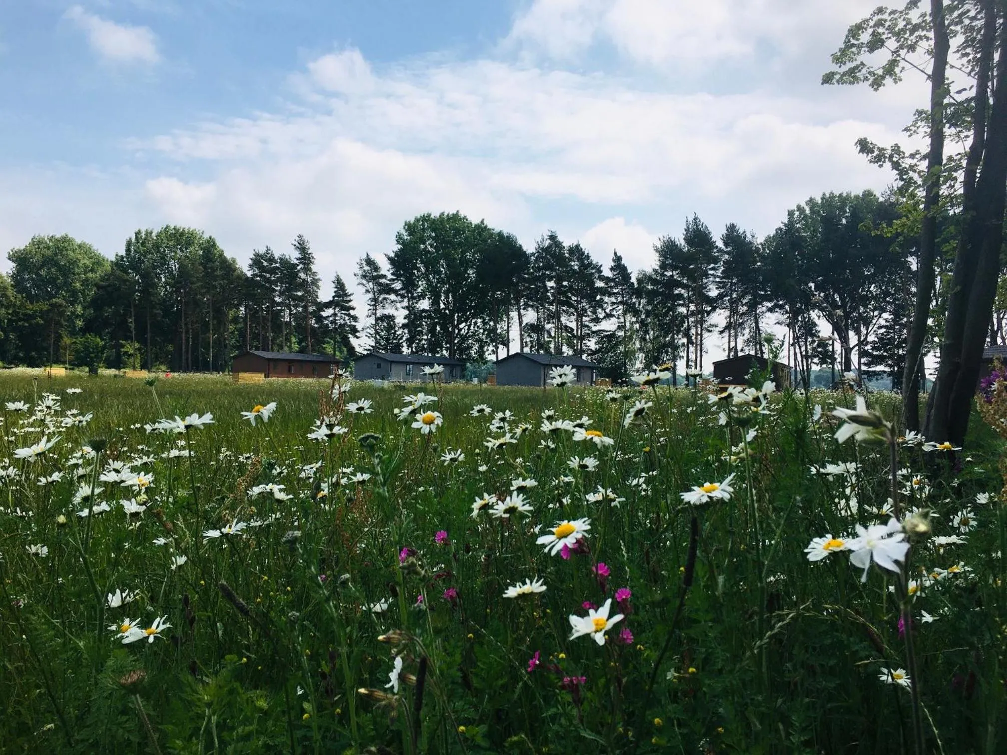 Garden in Hollicarrs - Dragonfly Lodge