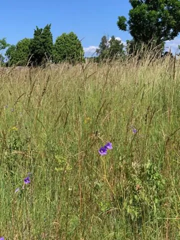 Garden in Pilguse Residency