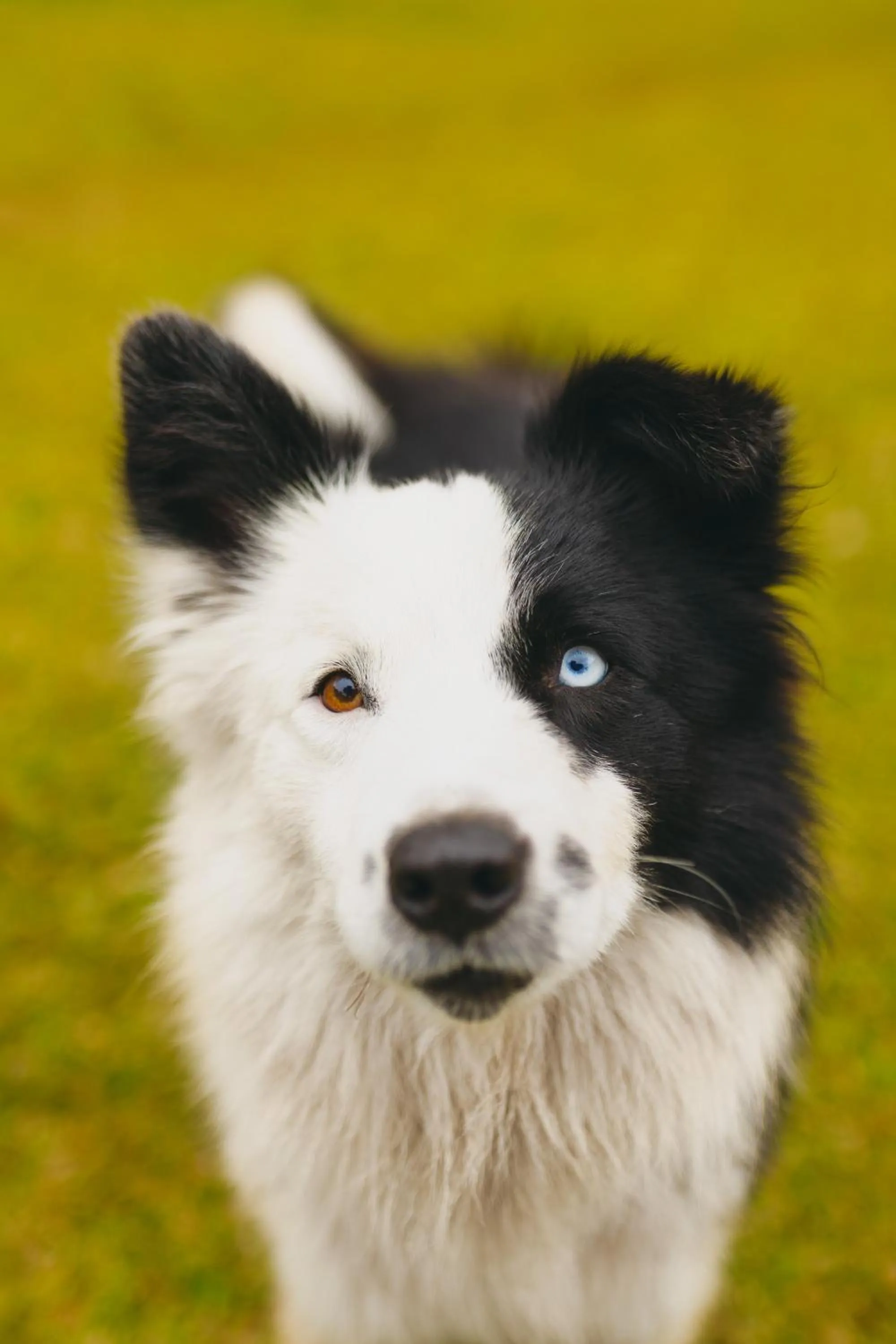 Animals in Cerro Azul Hotel Fazenda
