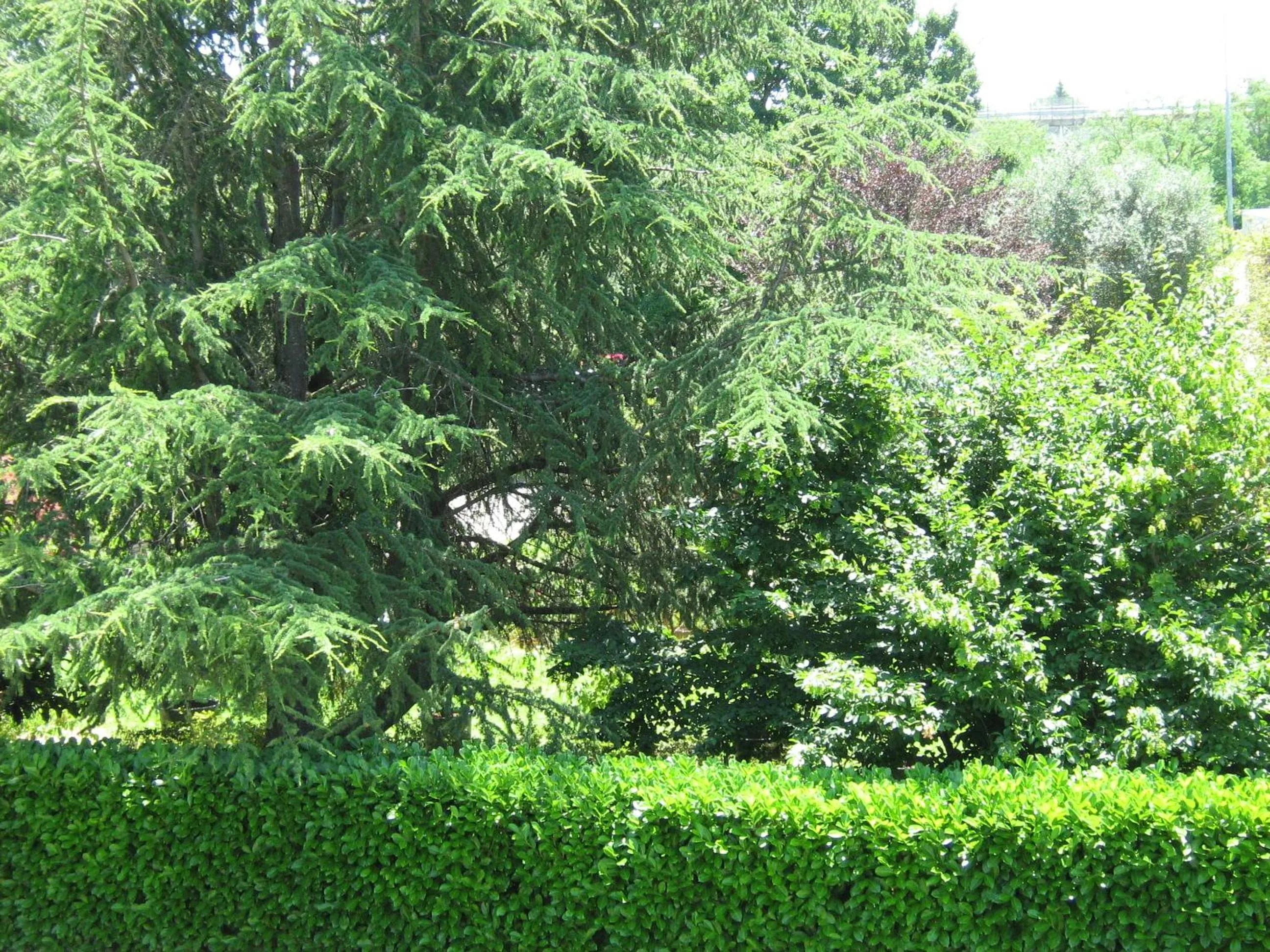 Garden in B&B I Fiori