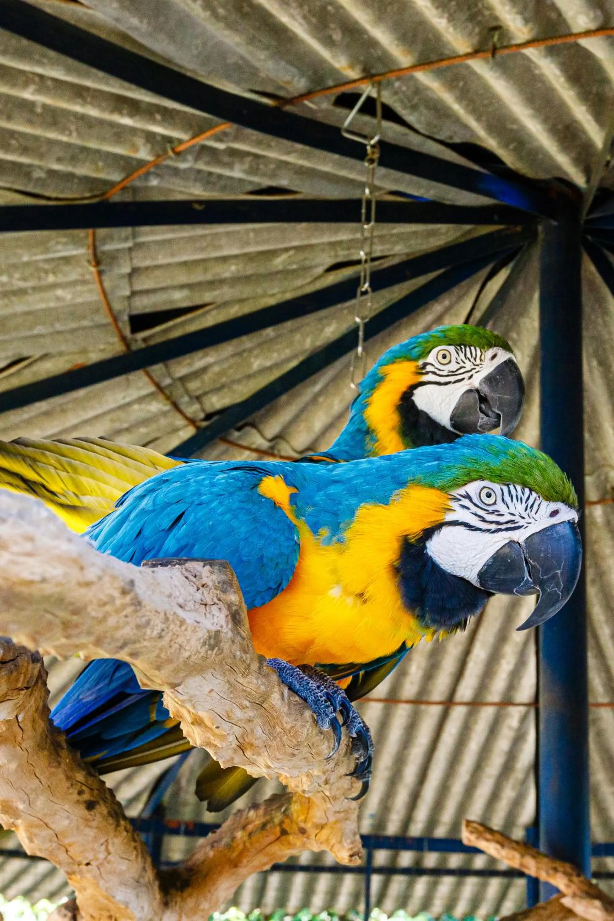 Animals in Hotel Morro De Santo Agostinho