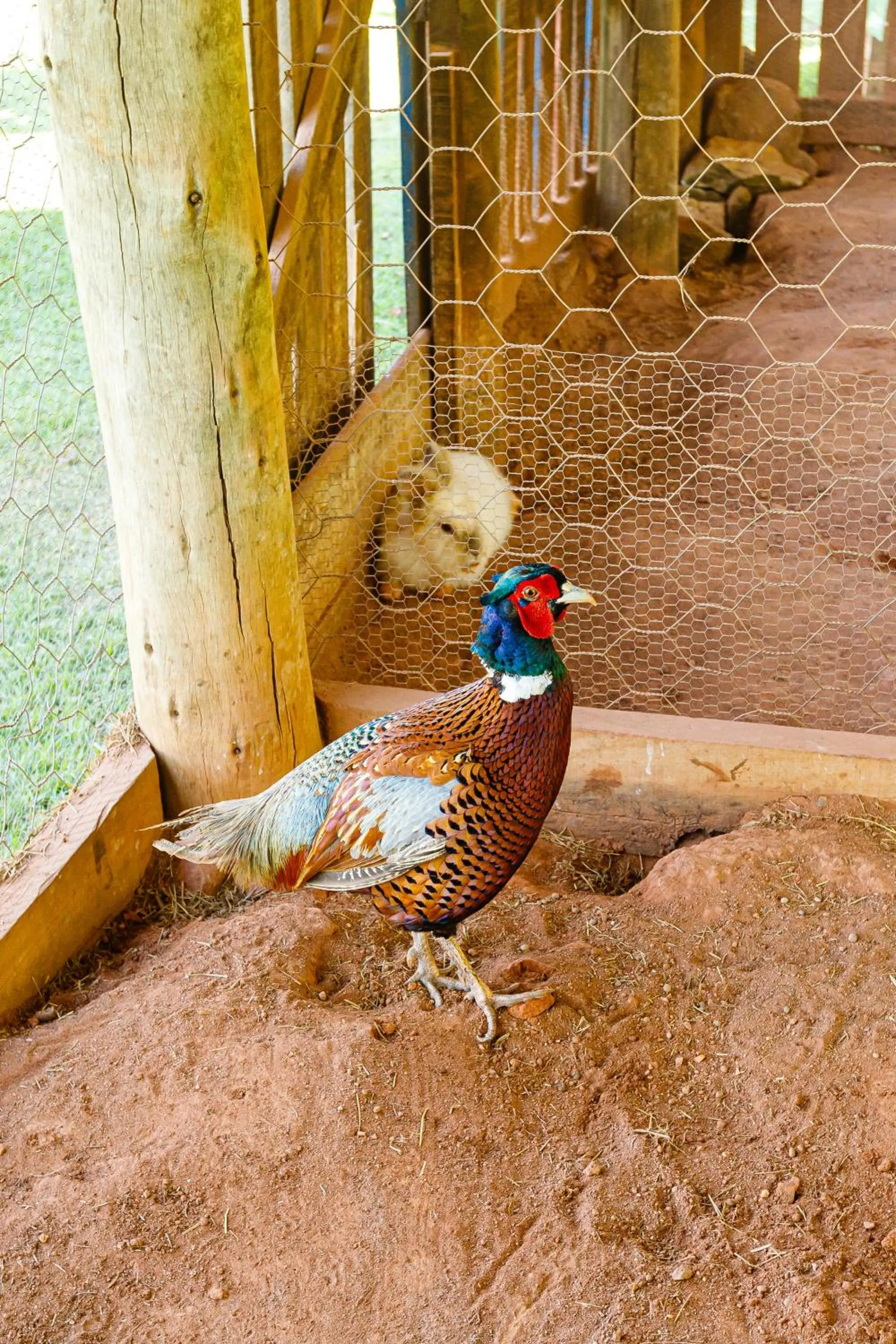 Animals in Hotel Morro De Santo Agostinho