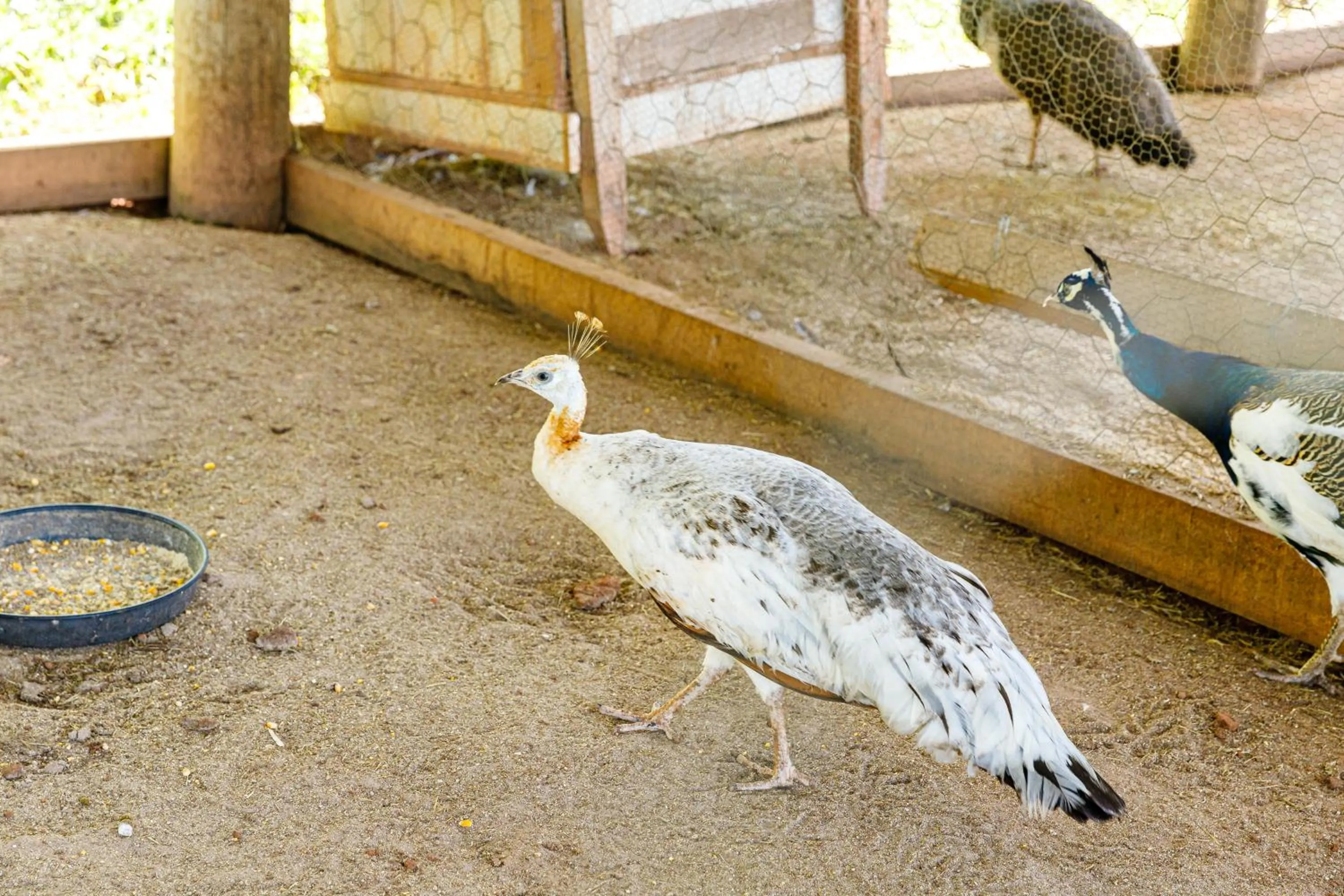 Animals in Hotel Morro De Santo Agostinho