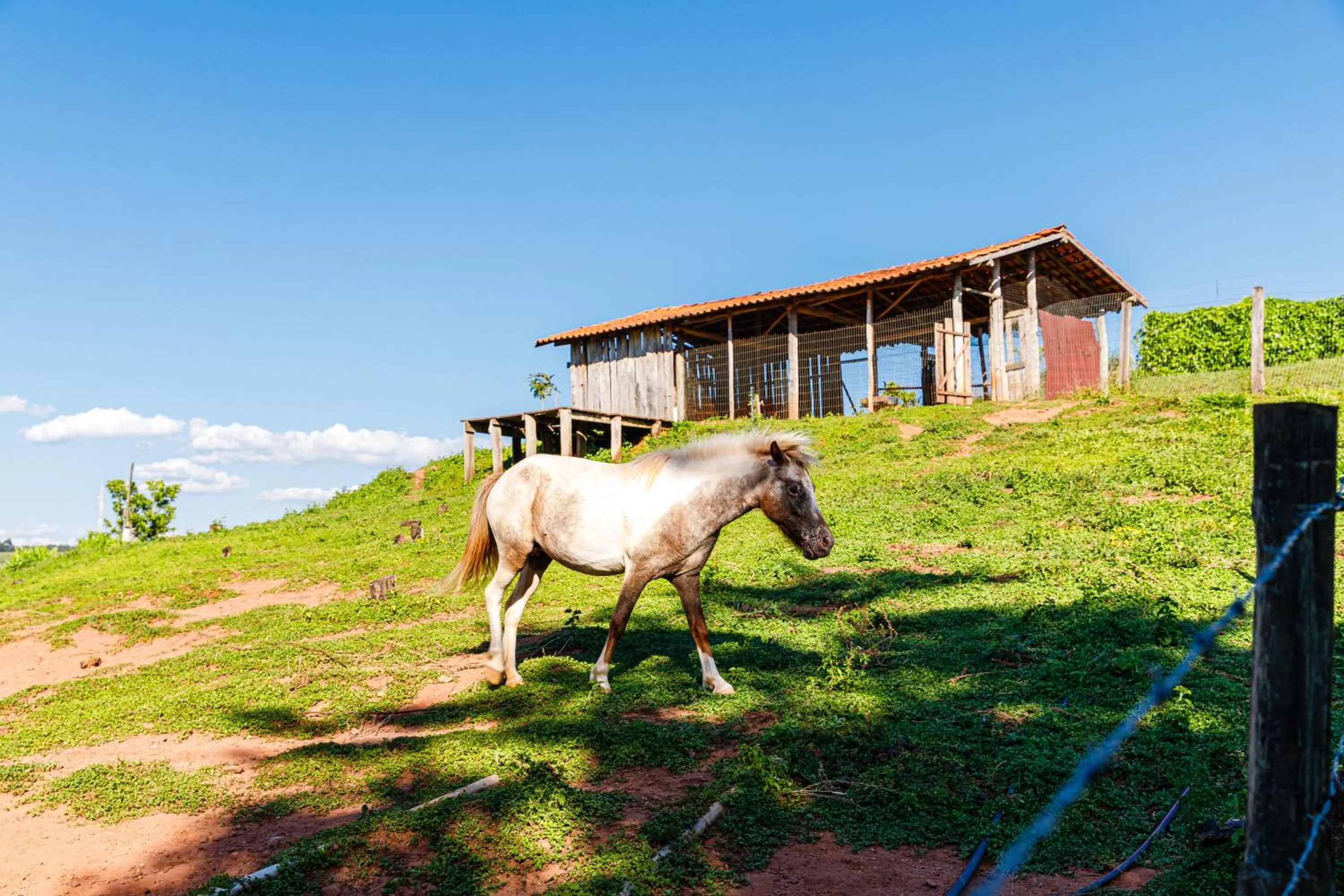 Animals in Hotel Morro De Santo Agostinho