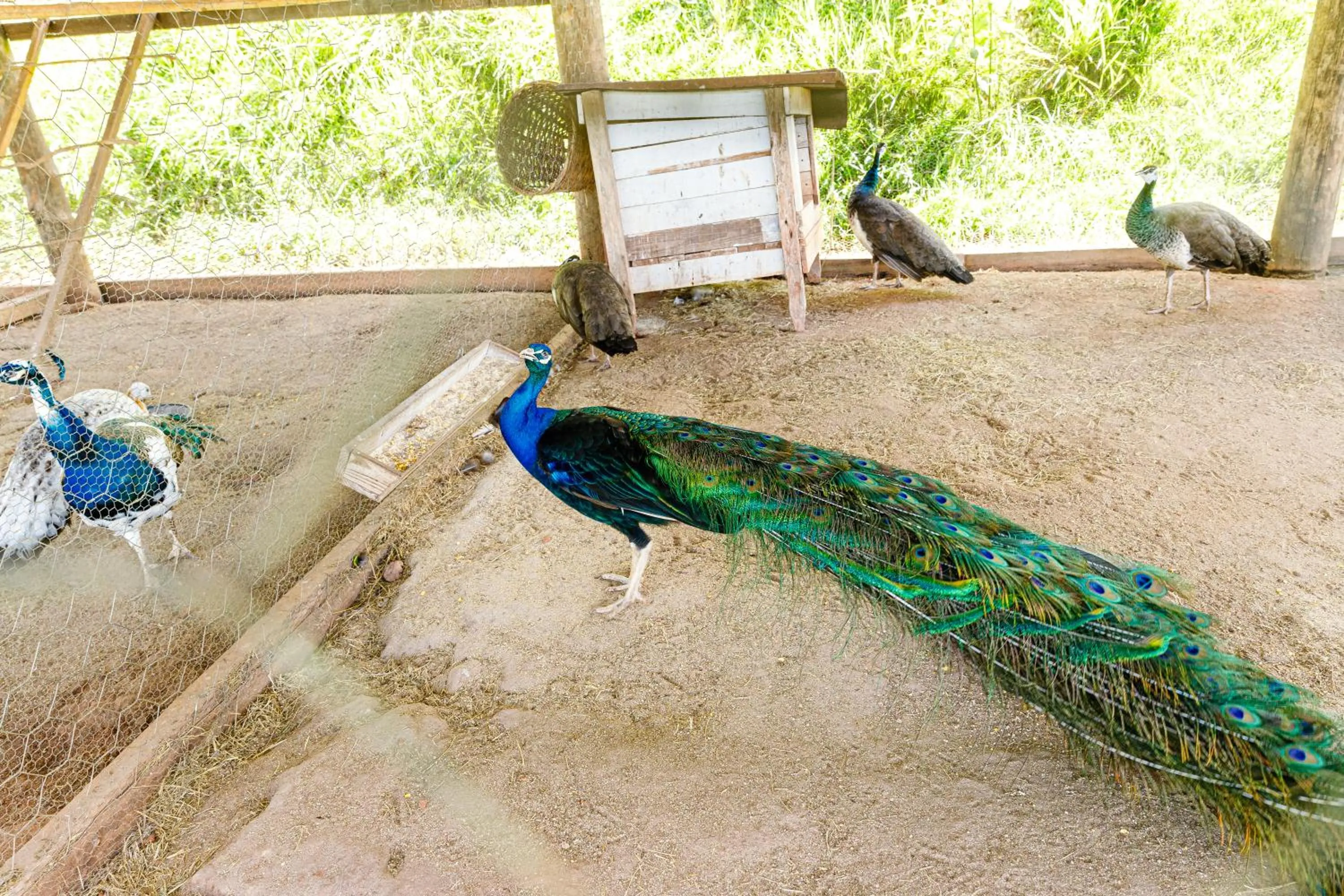 Animals in Hotel Morro De Santo Agostinho