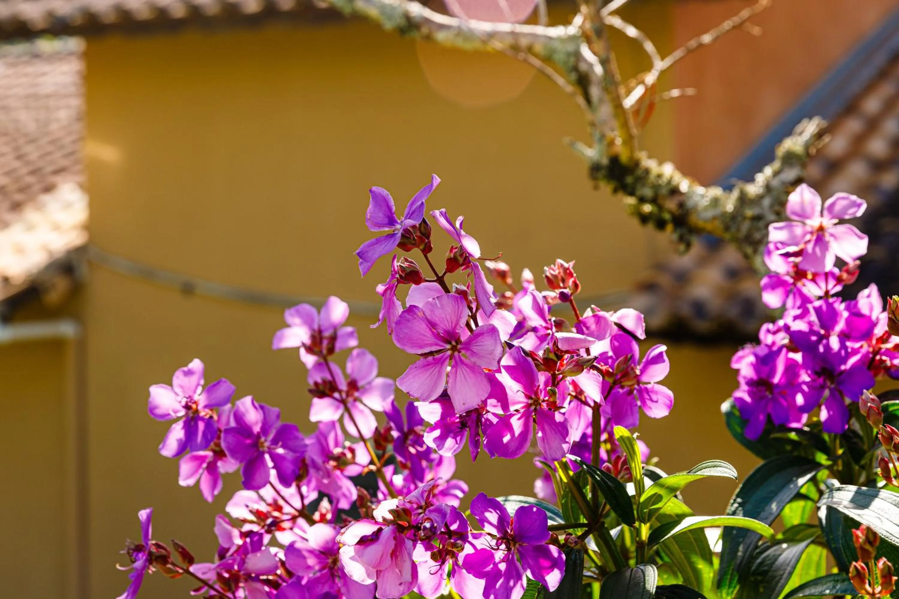 Spring in Hotel Morro De Santo Agostinho
