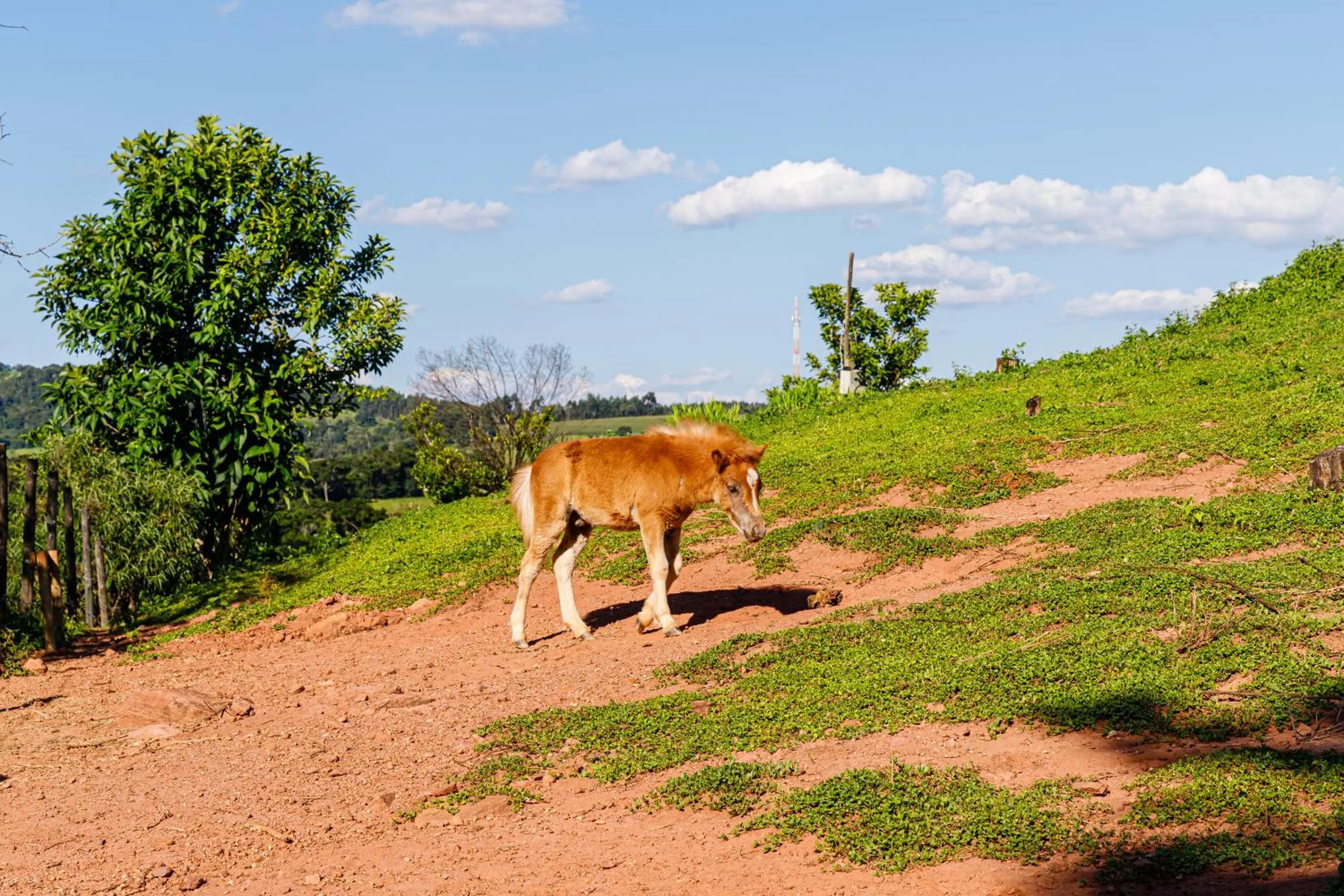 Animals in Hotel Morro De Santo Agostinho