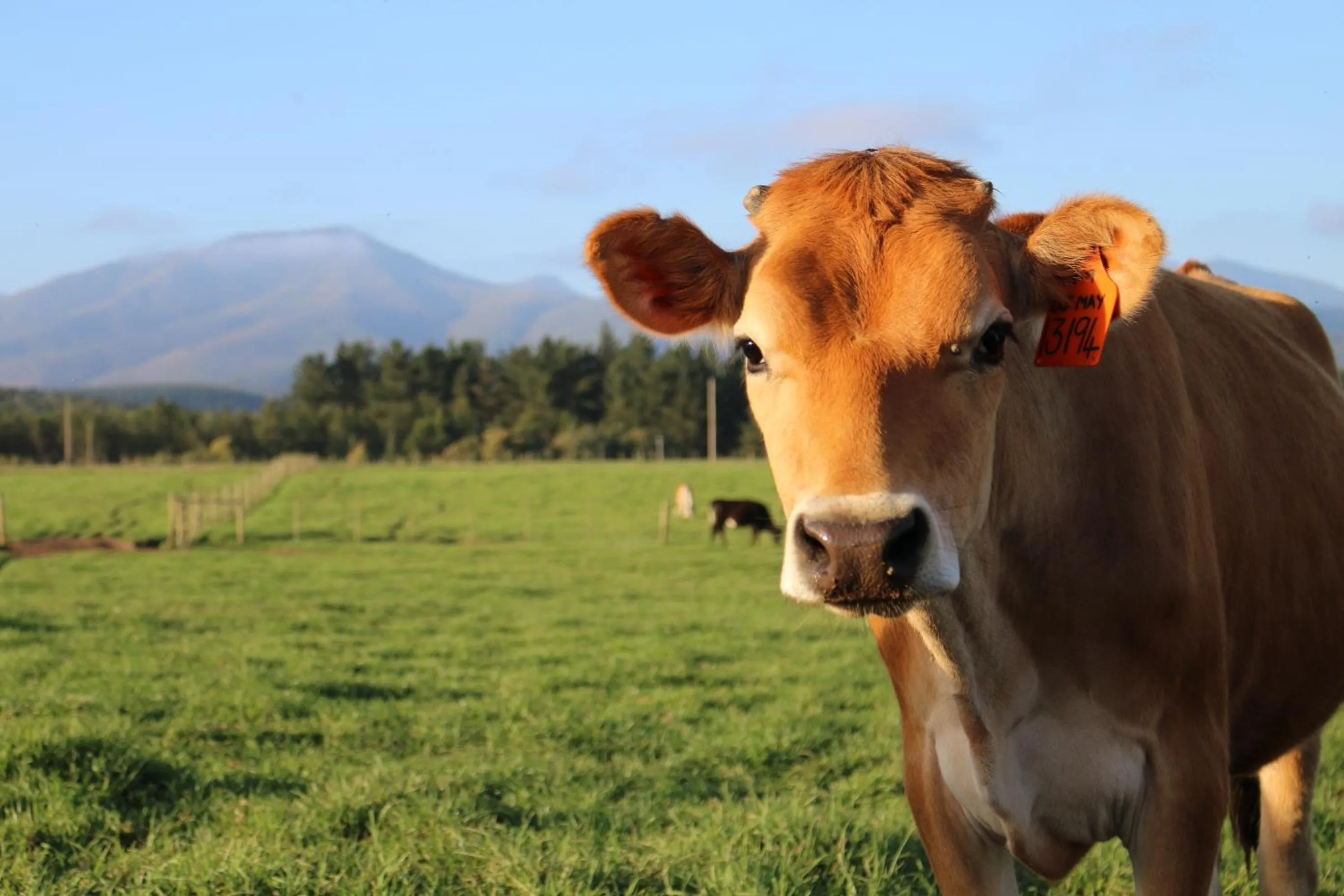 Animals in Libertas Guest Farm