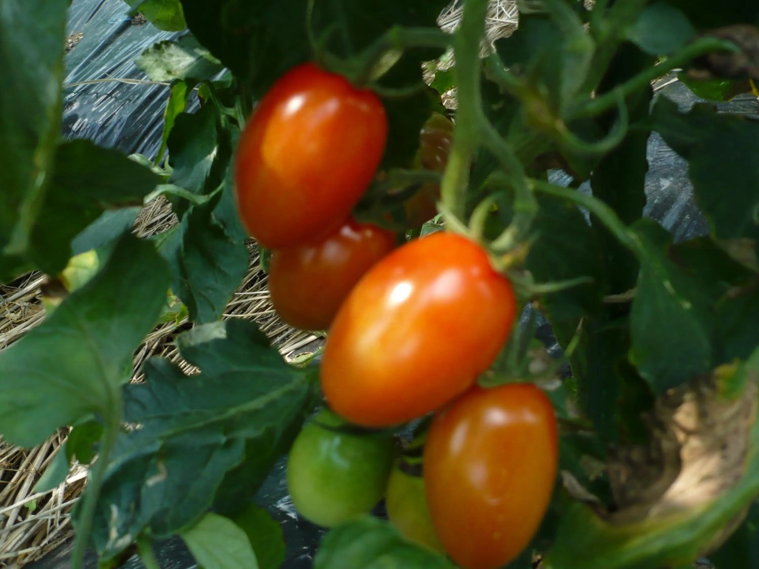 Other in Oyado Nozawaya