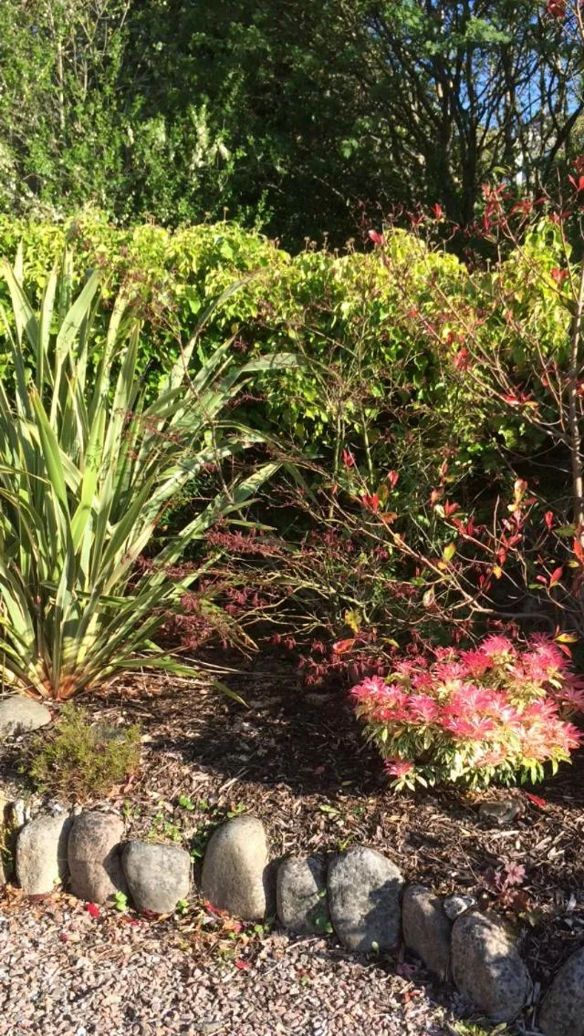 Garden in Buccleuch Guest House
