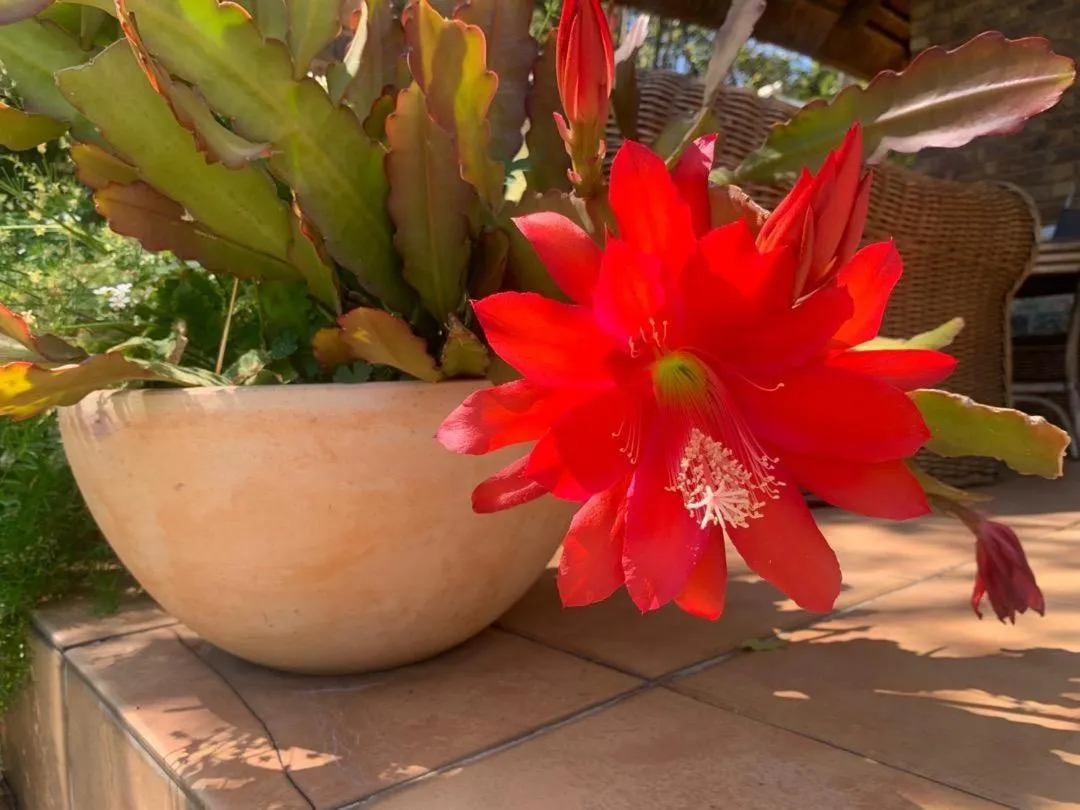 Garden in Shepherd Lodge