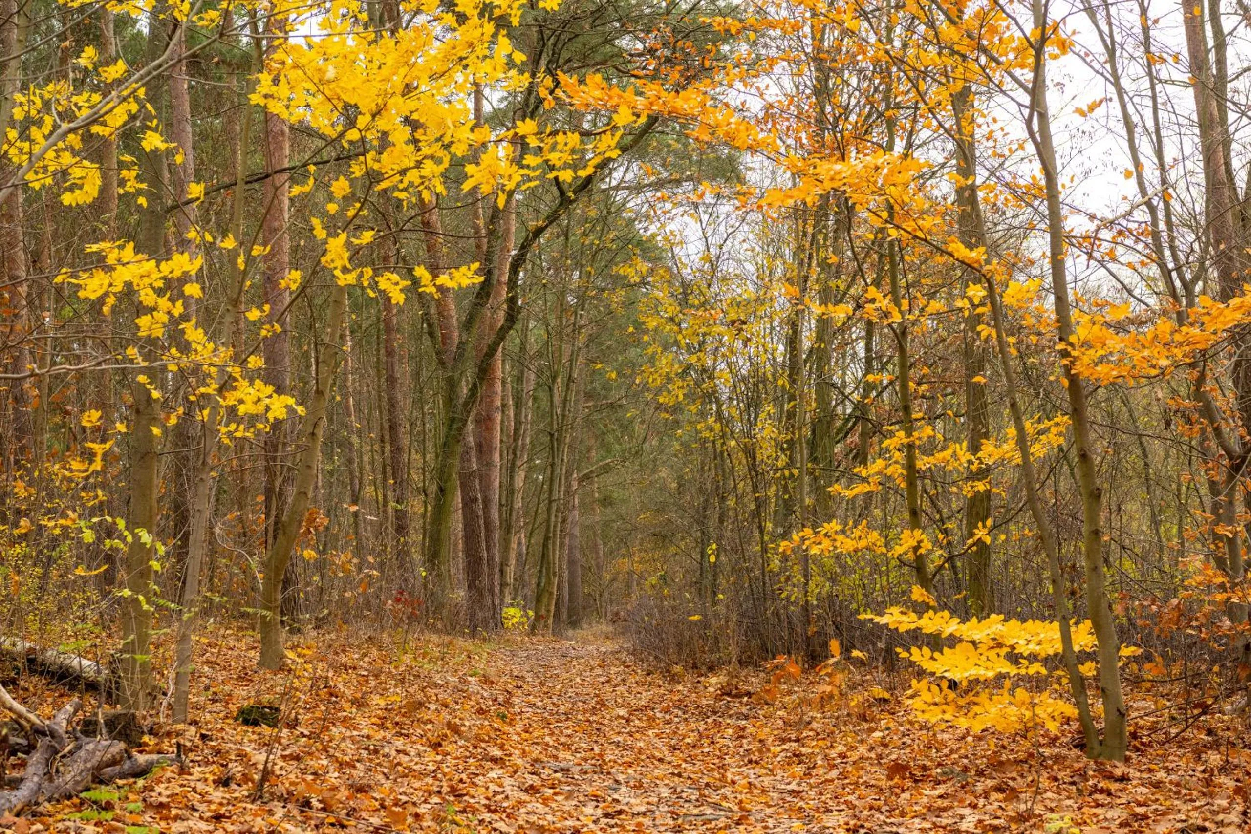 Natural landscape in Hotel Grunewald