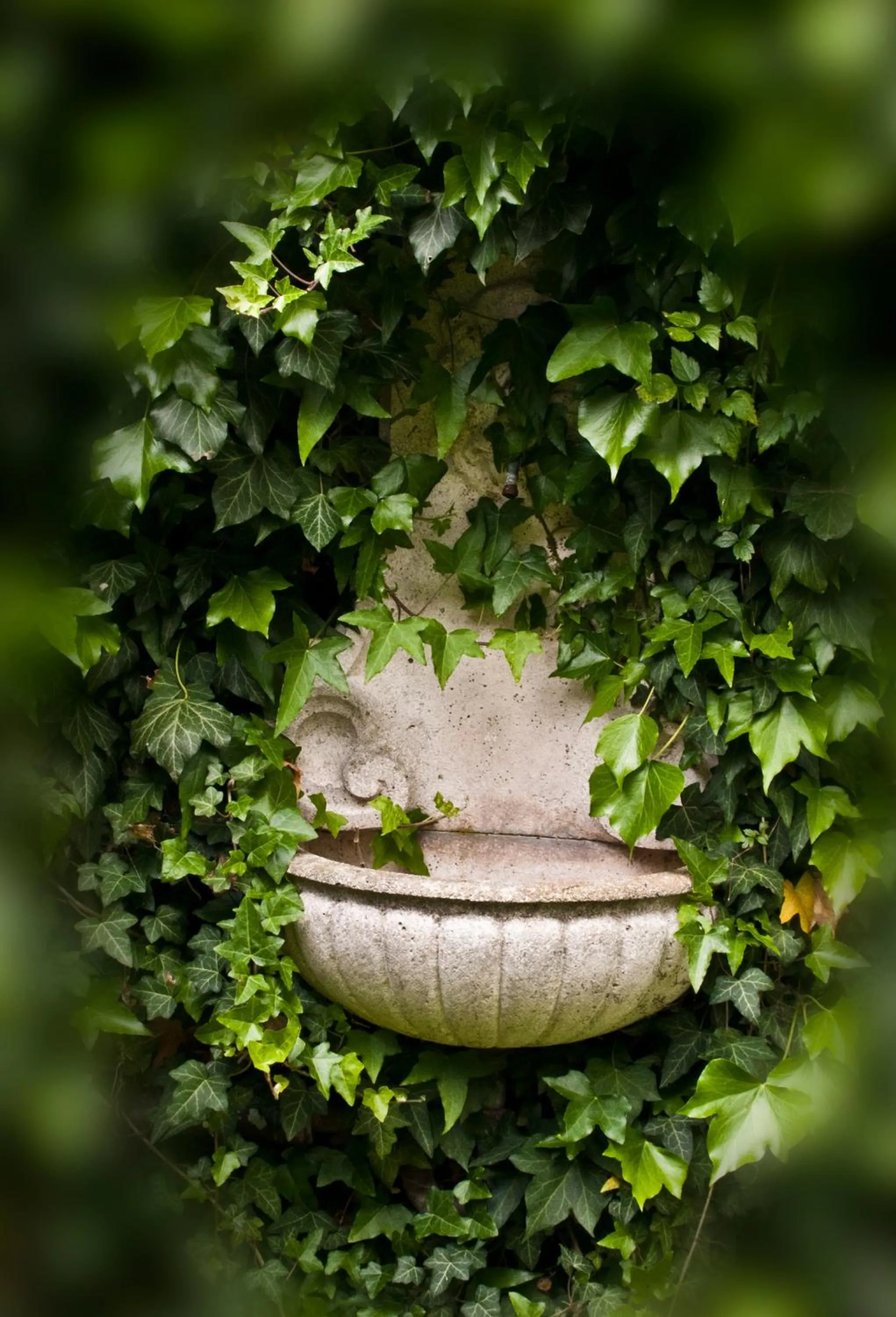 Garden, Other Animals in Hotel Sonnenbichl