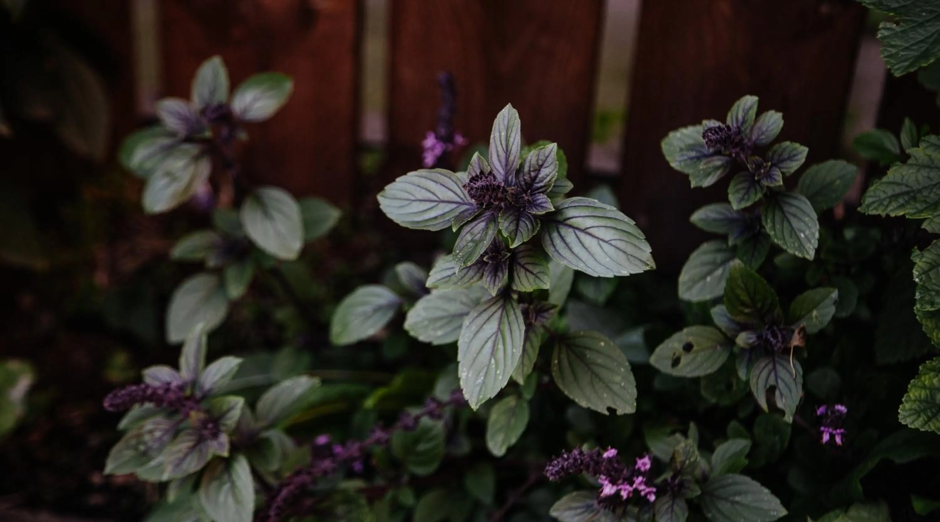 Garden in Biohotel Amadeus