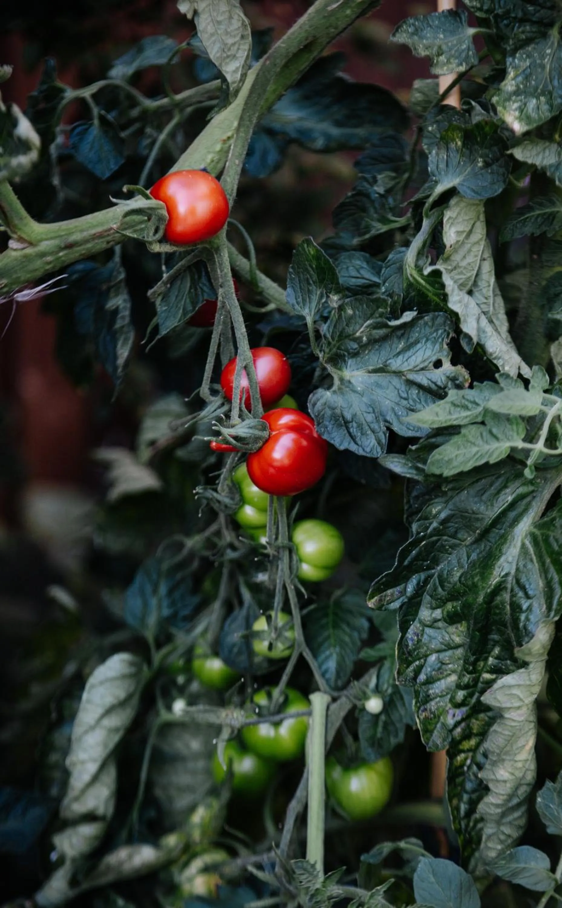 Garden in Biohotel Amadeus