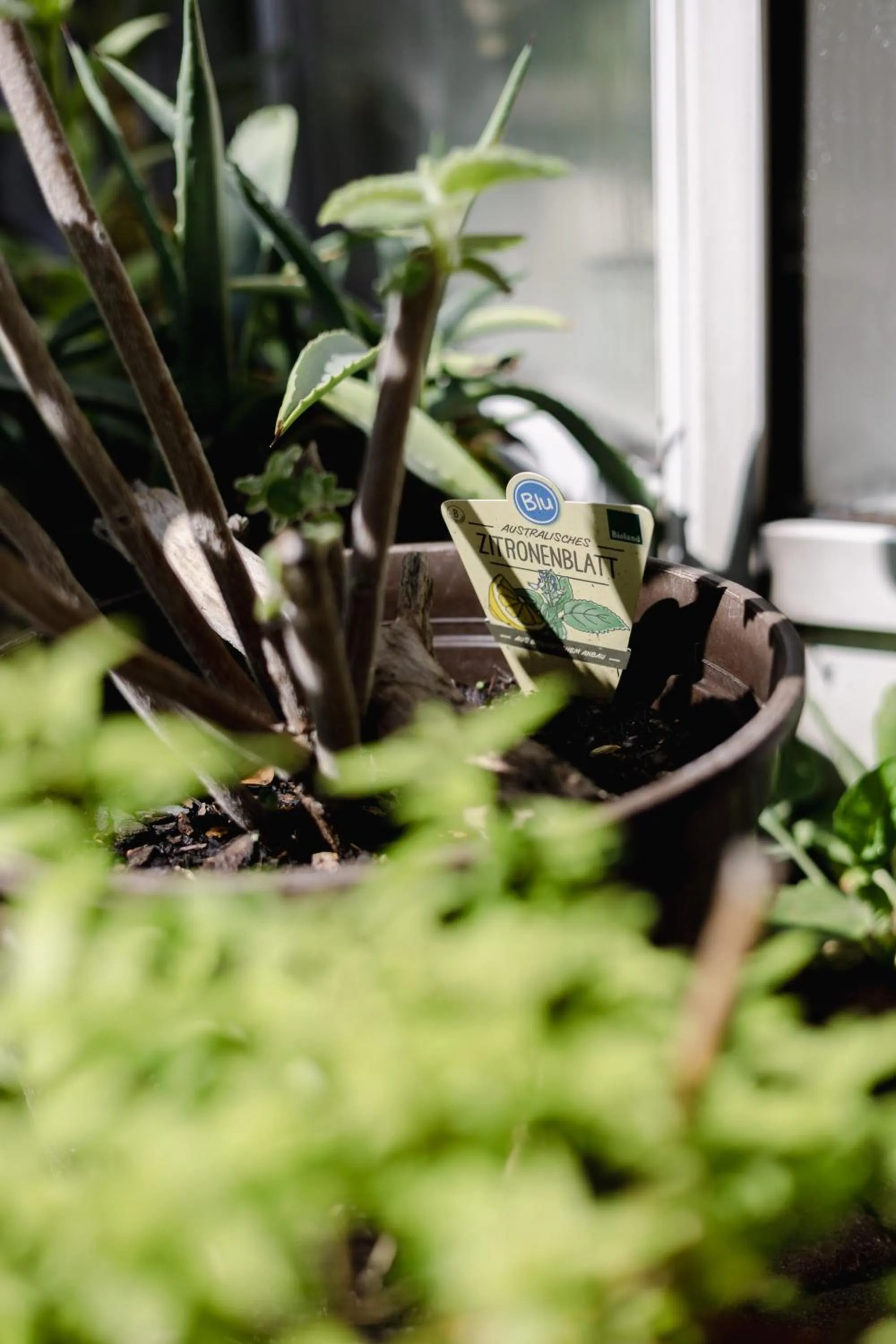 Garden in Biohotel Amadeus