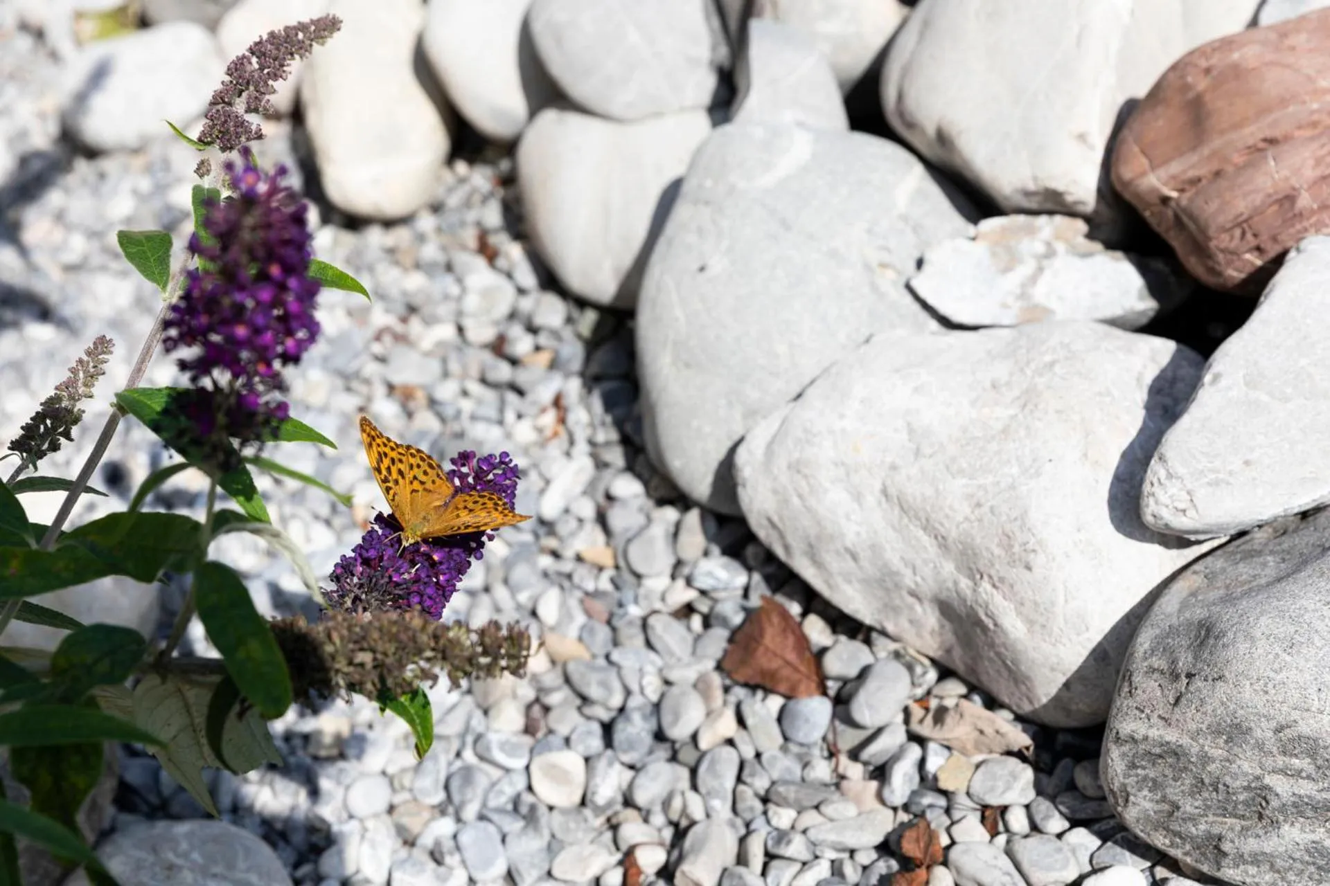 Garden in Hotel Bergidyll