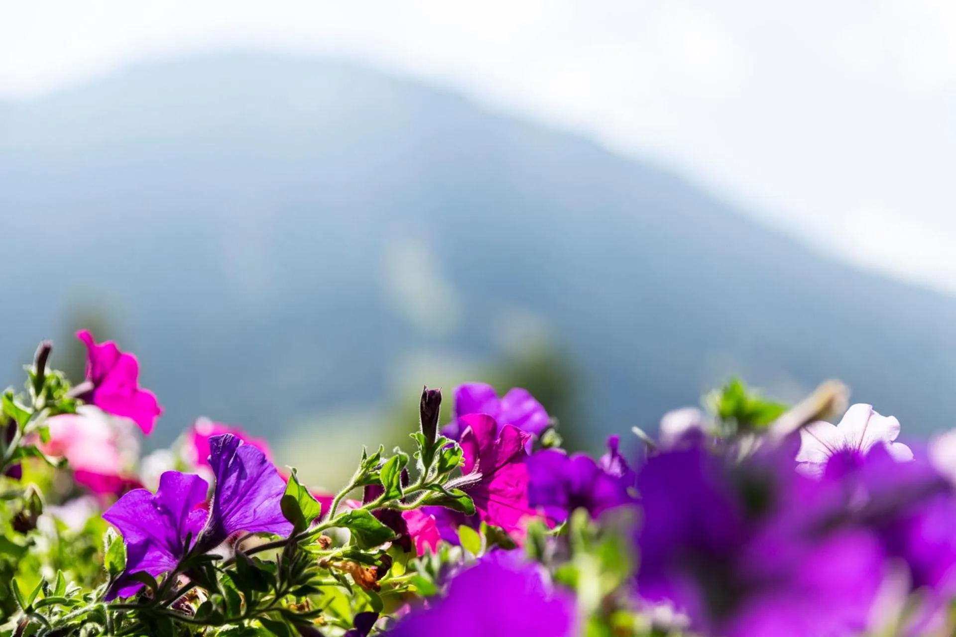 View (from property/room) in Hotel Bergidyll