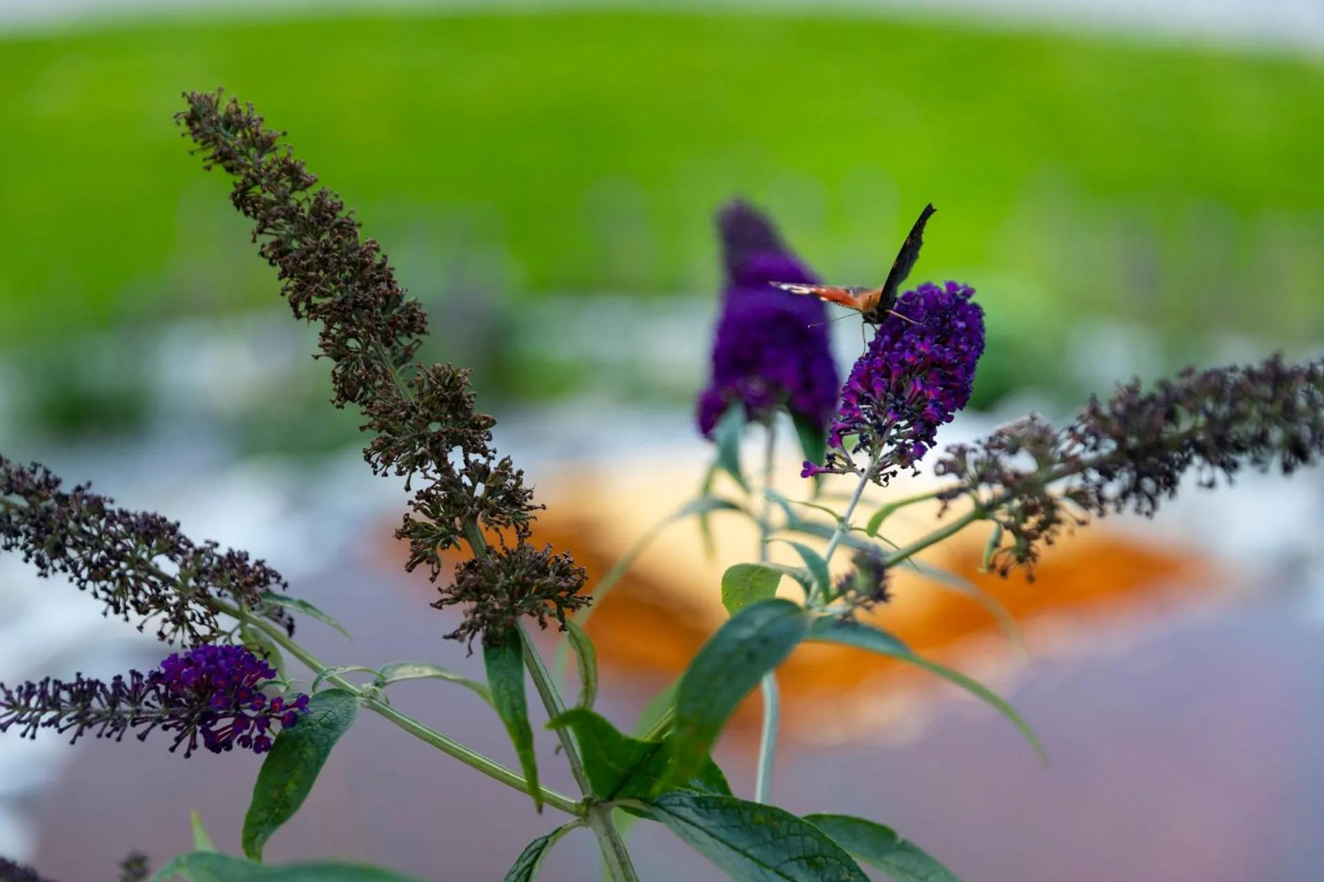 Garden in Hotel Bergidyll