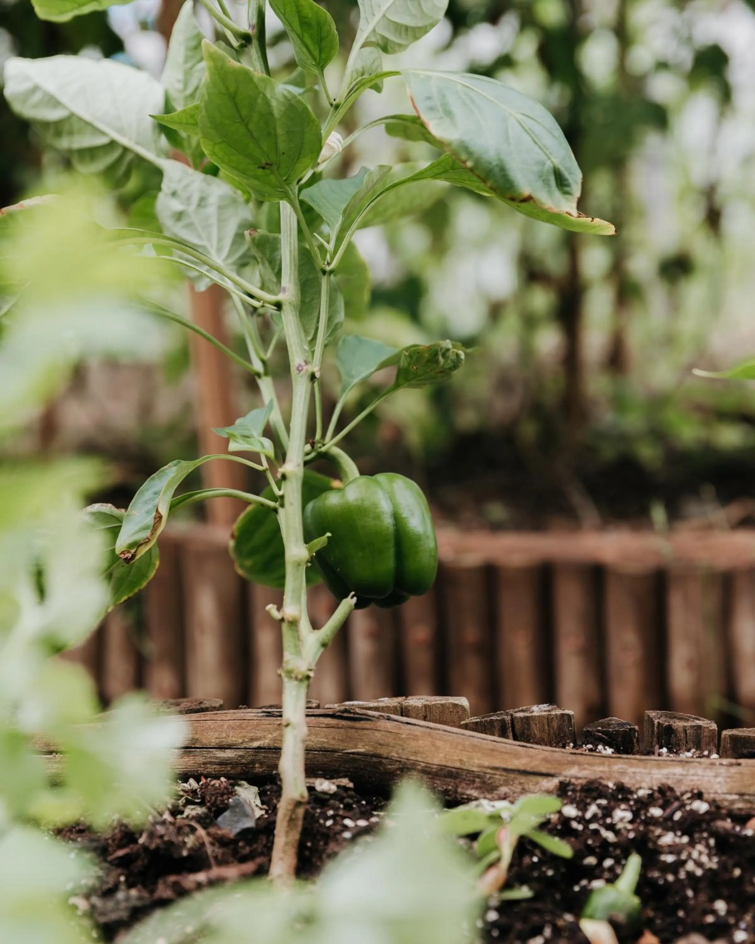 Garden in Long Bay Beach Resort