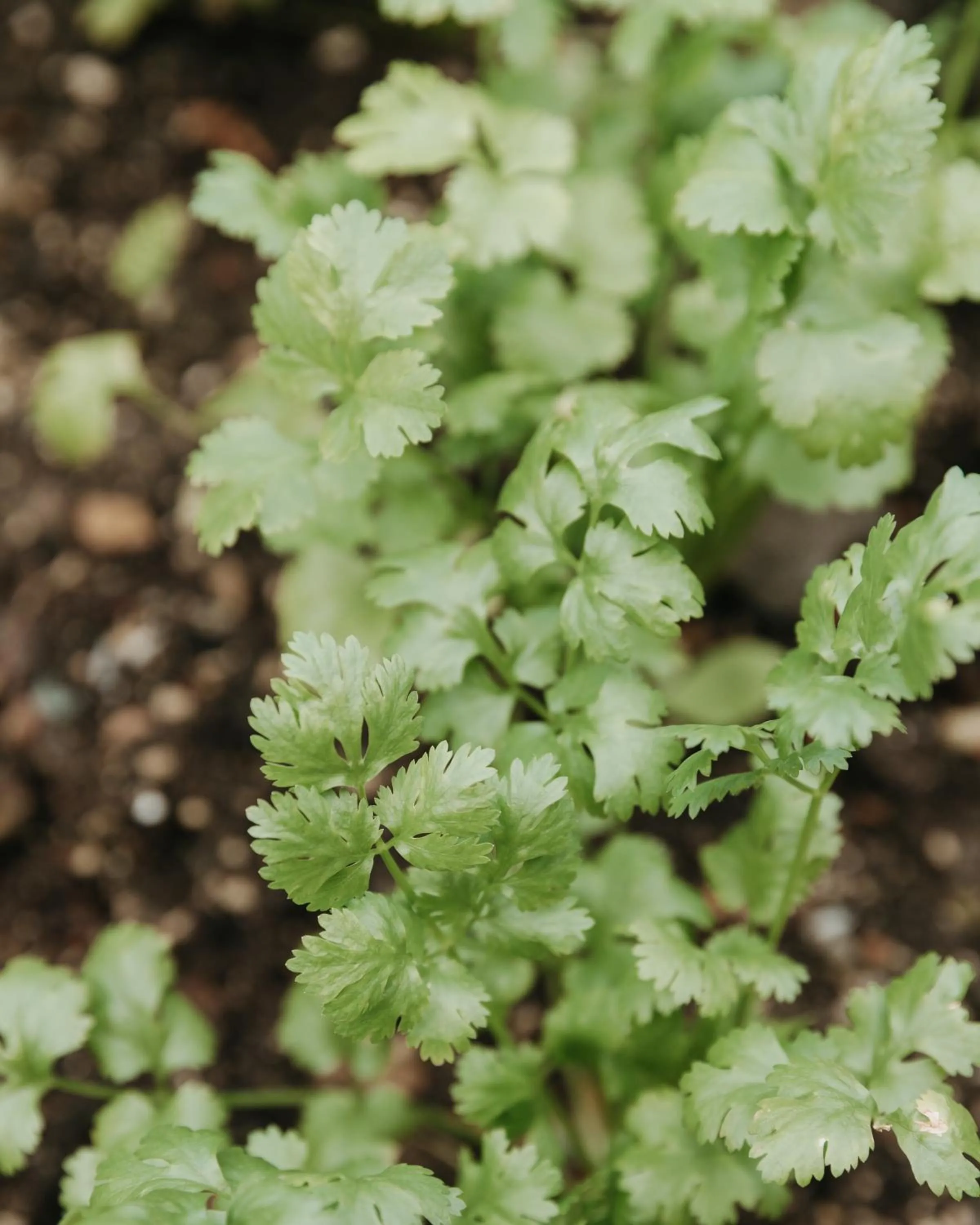 Garden in Long Bay Beach Resort