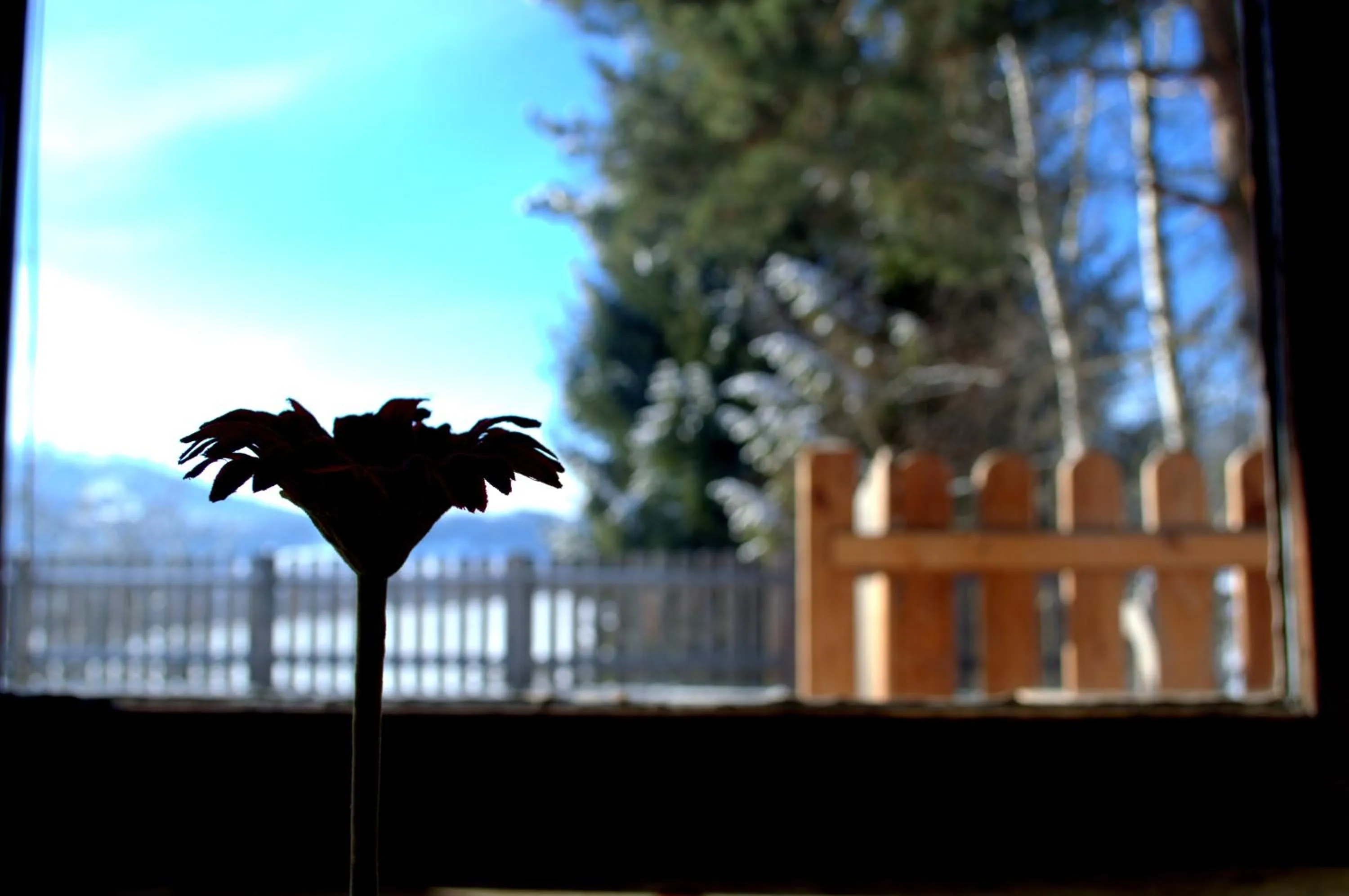 View (from property/room) in Haus Susanne