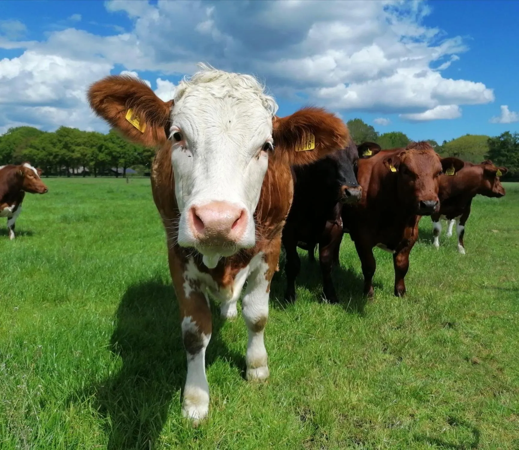 View (from property/room) in B&B Speulderveld