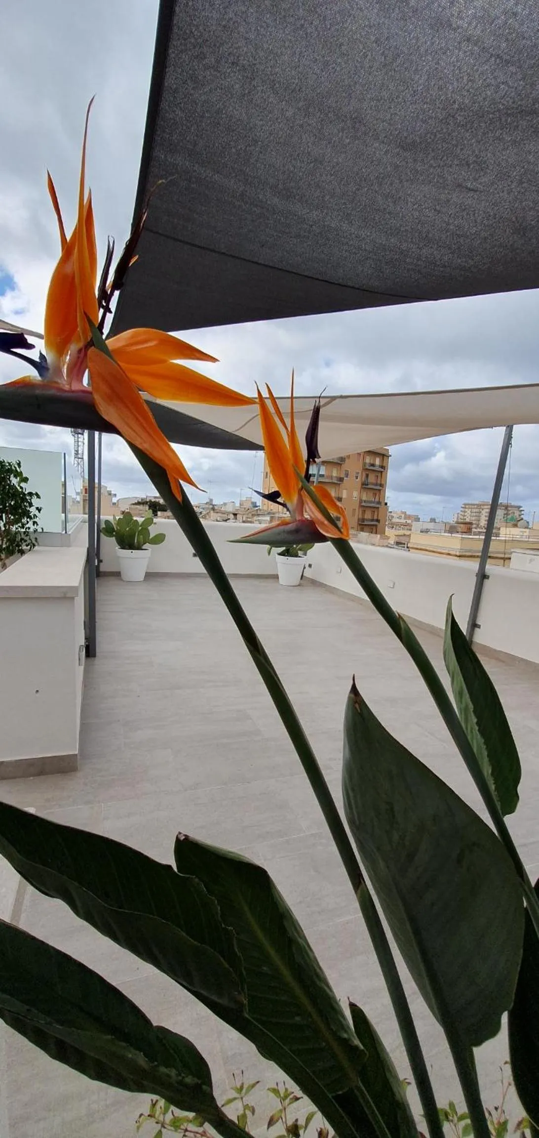 Balcony/Terrace in MY HOUSE LUXURY HOME