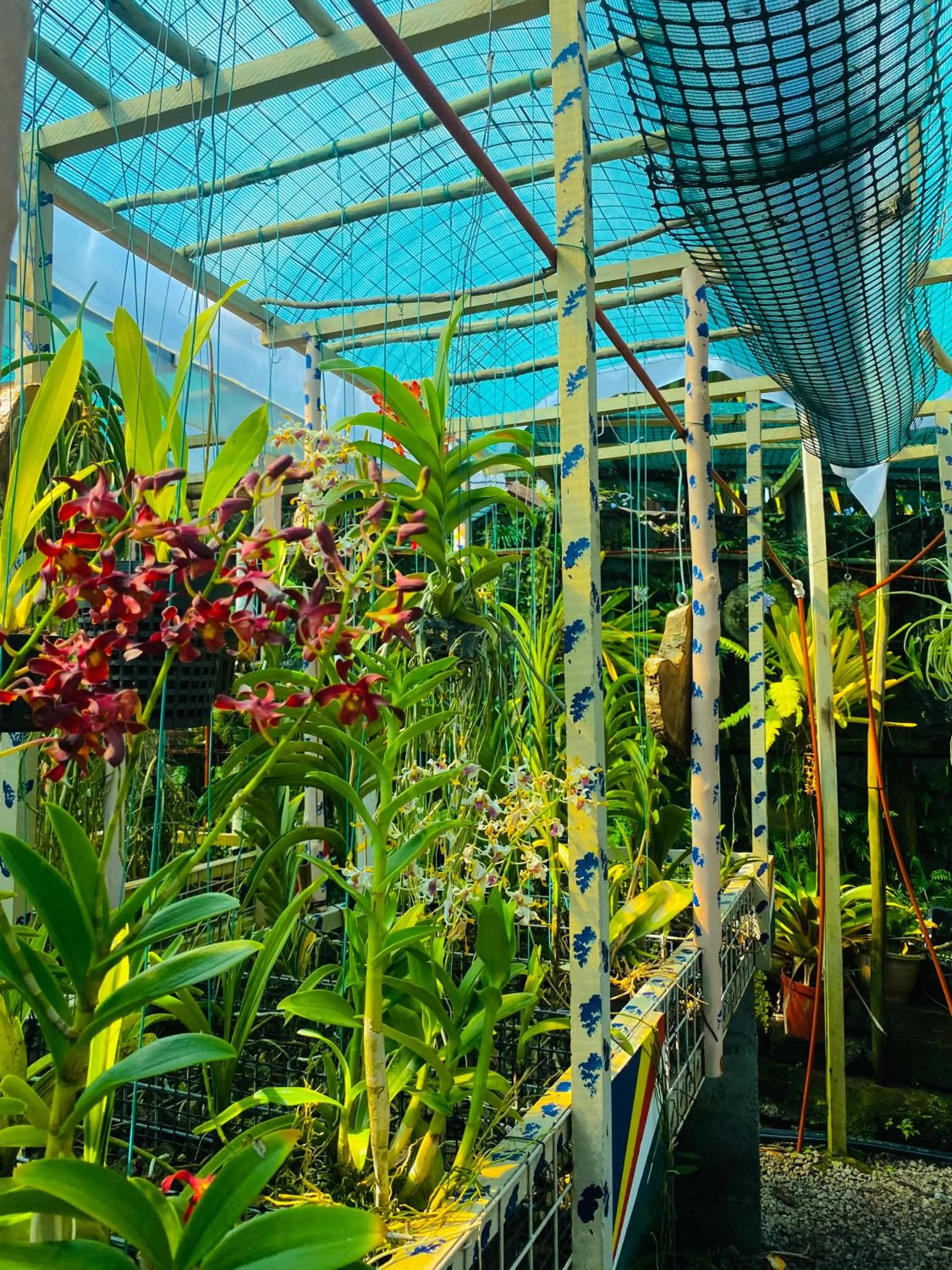 Garden in Anse Norwa Self Catering