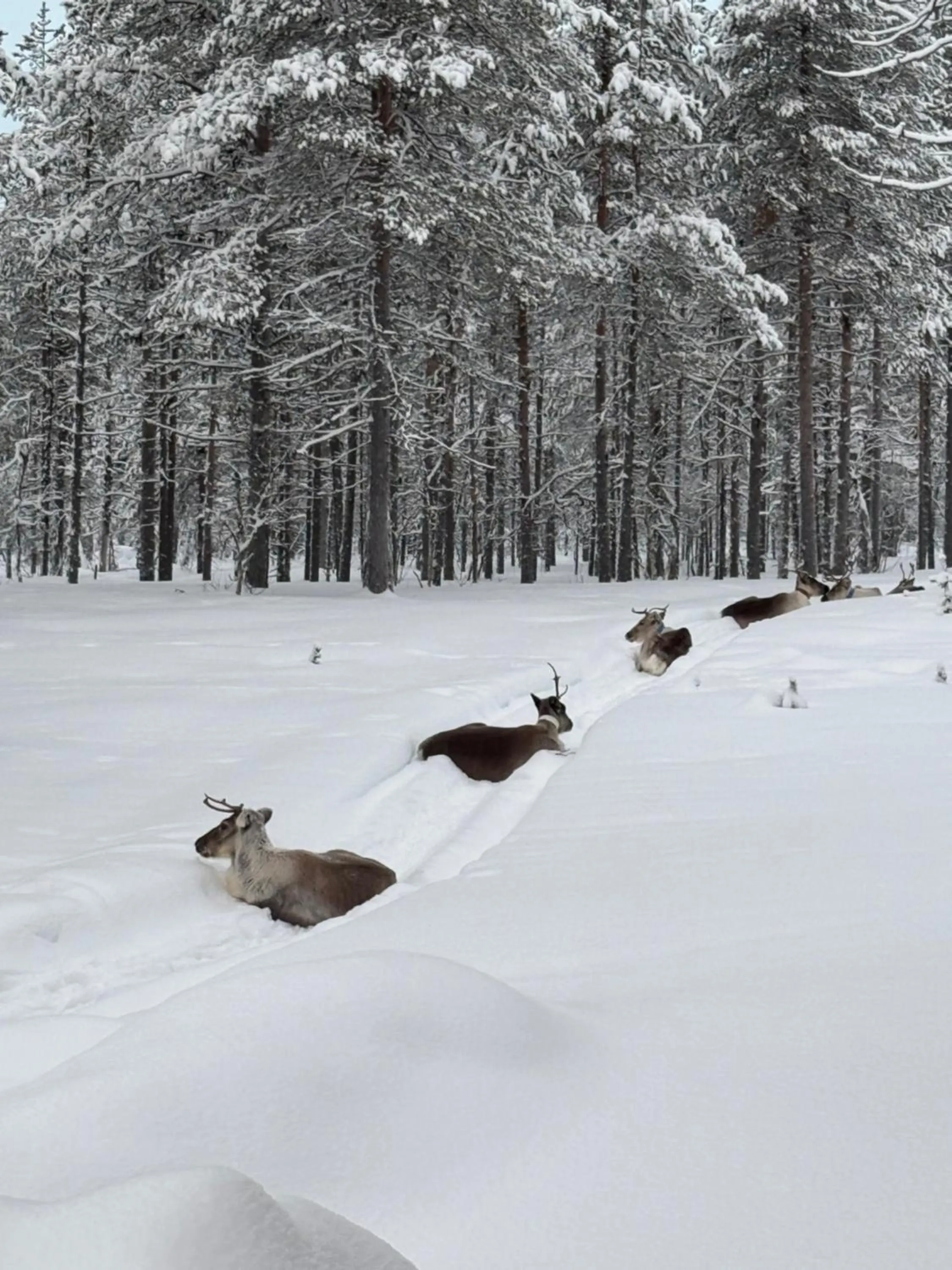 Day in Aurora Queen Resort Igloos