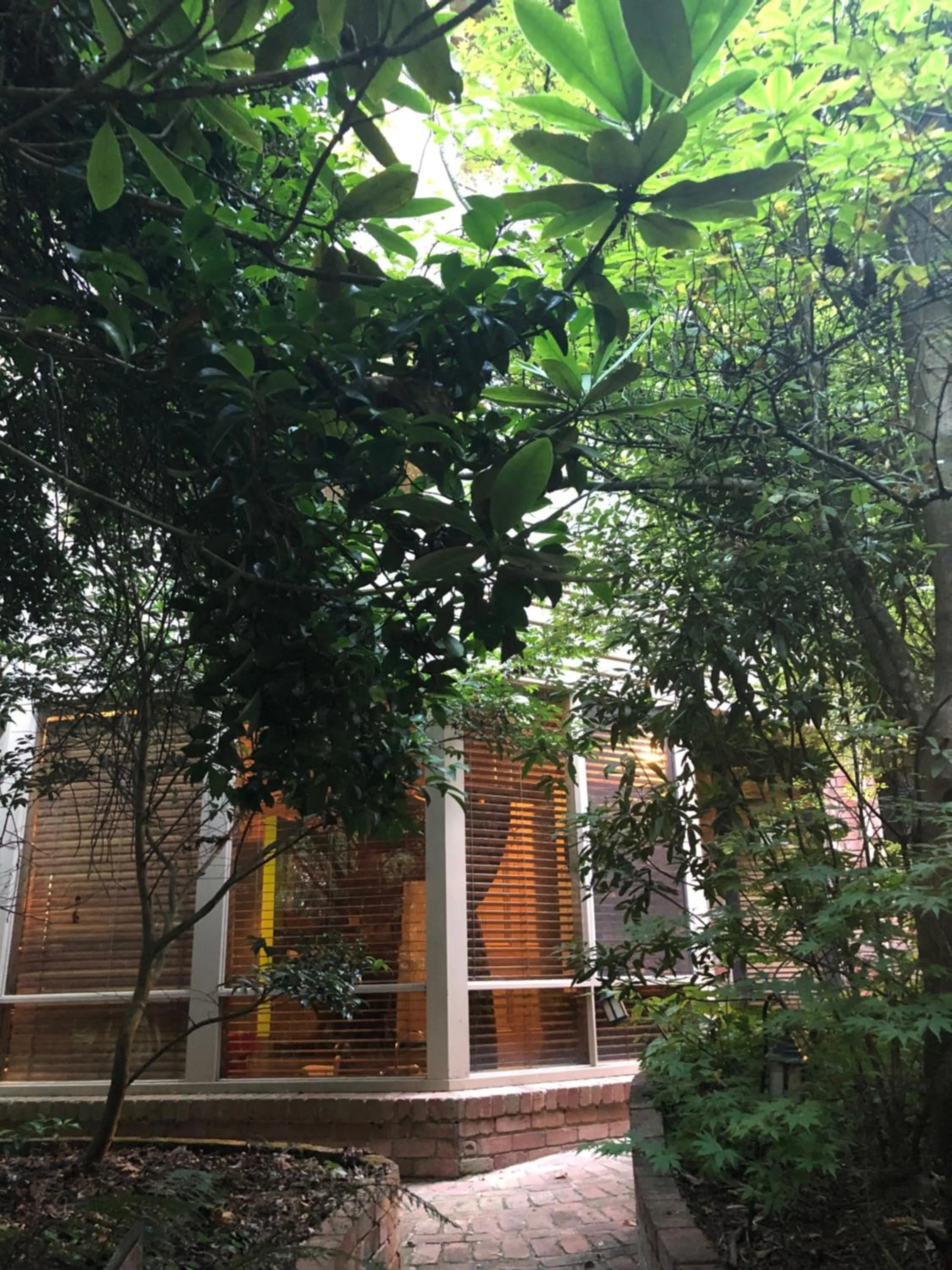Garden view in Linden Gardens Rainforest Retreat