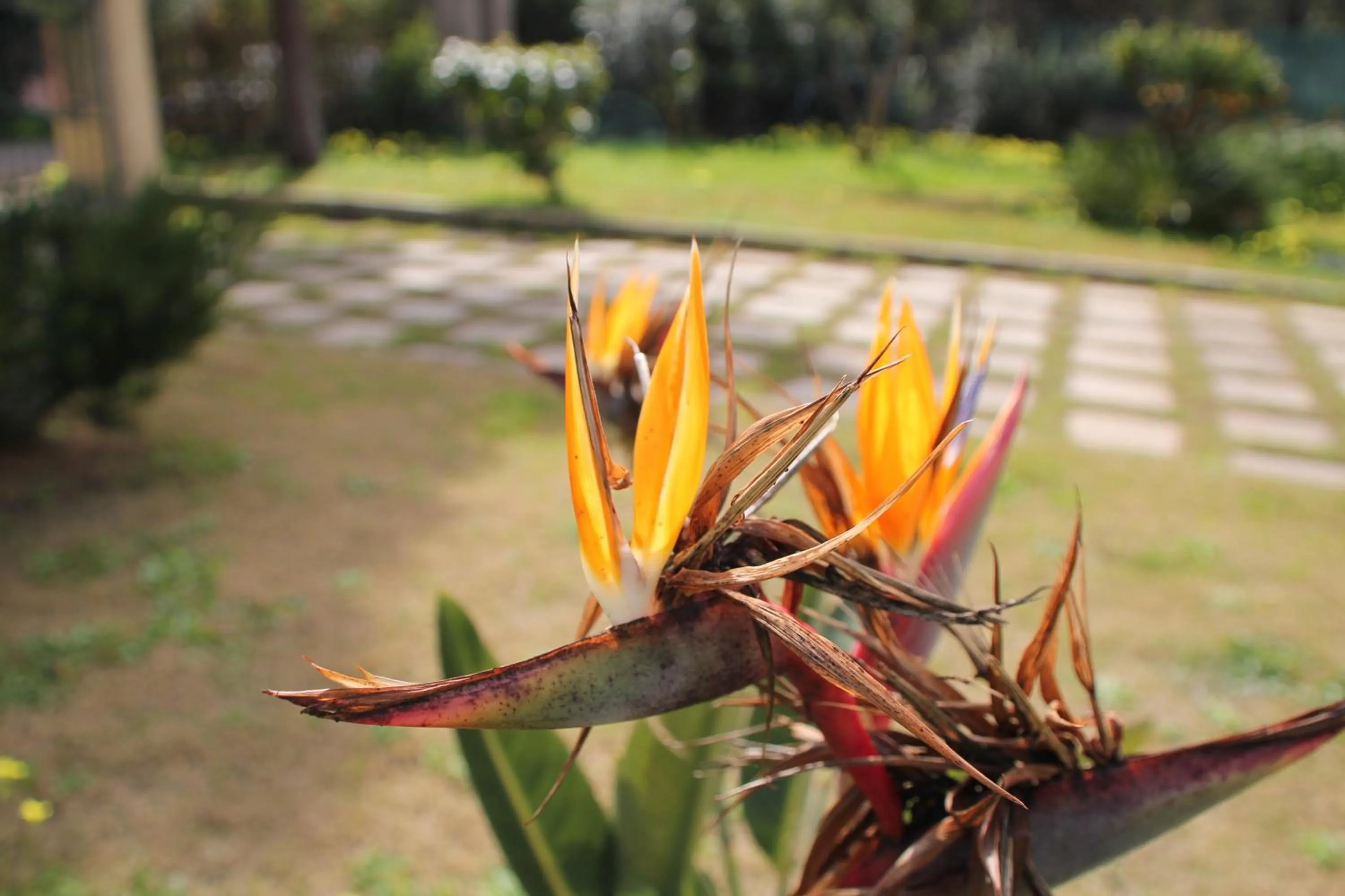 Garden in Villa Margherita Suite & charme