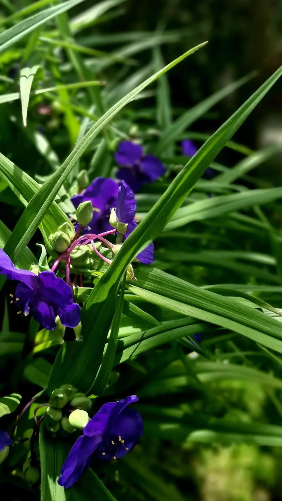 Garden view in Silenzio e Buio