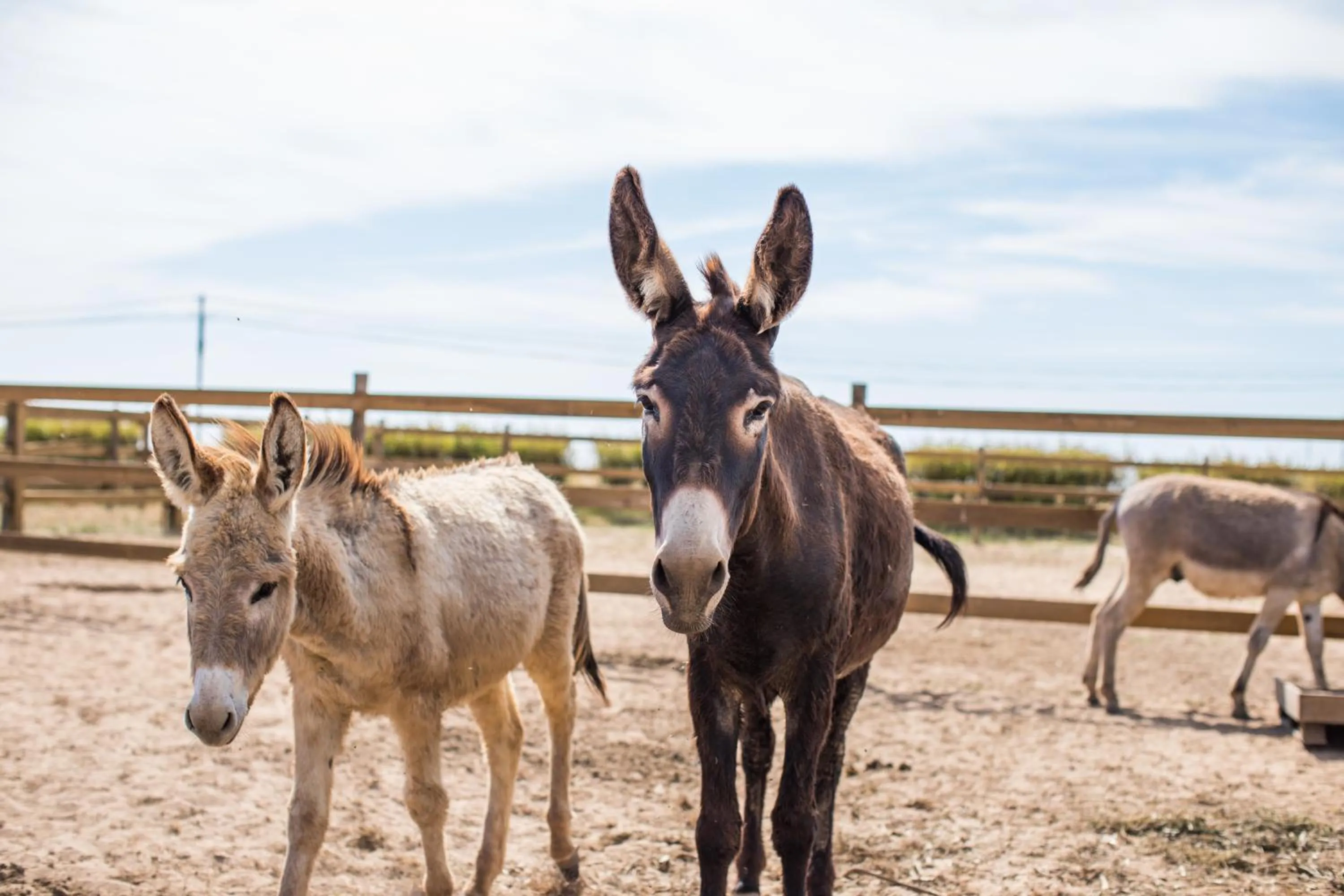 Animals in Monte da Bemposta