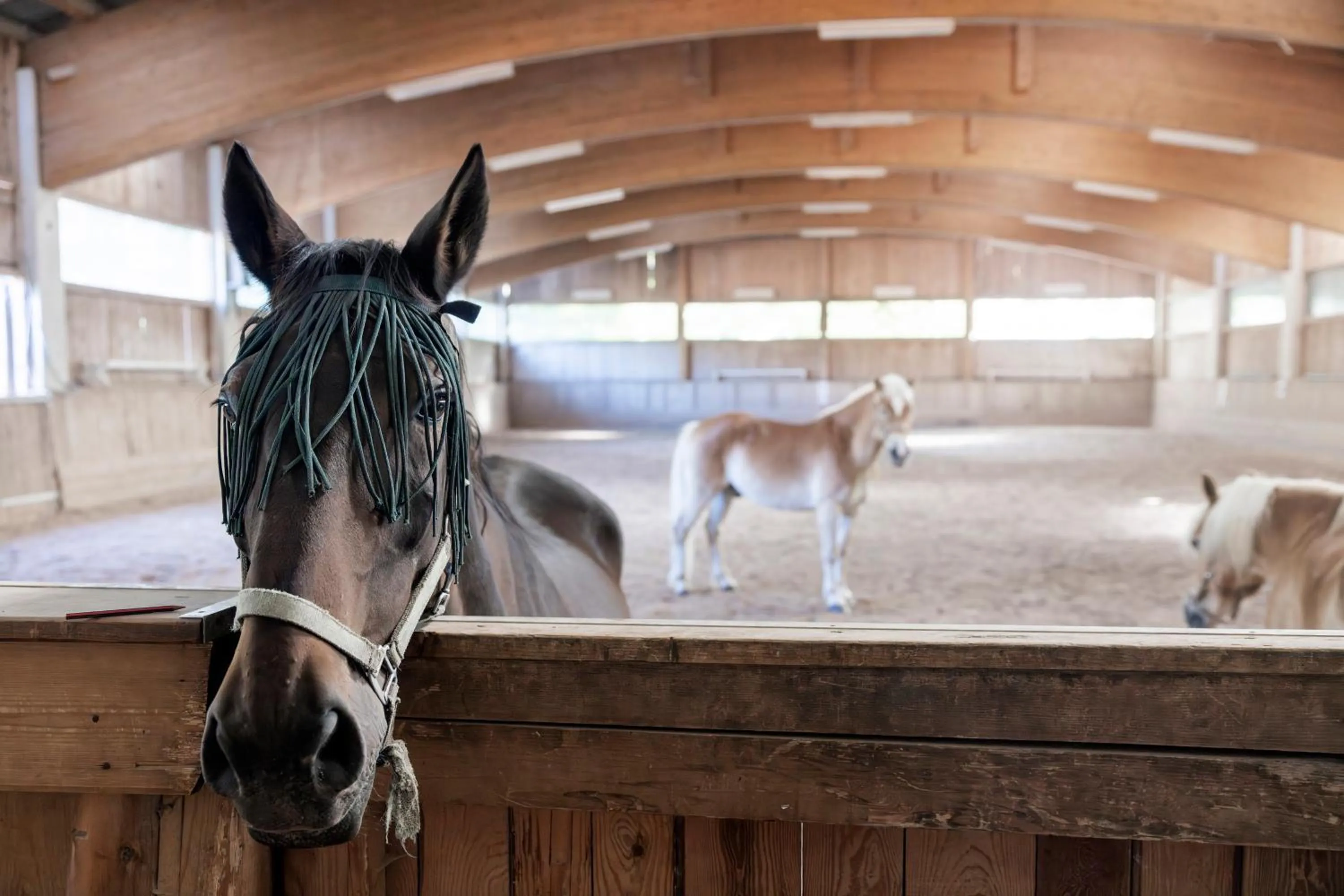 Activities in Narzissendorf Zloam