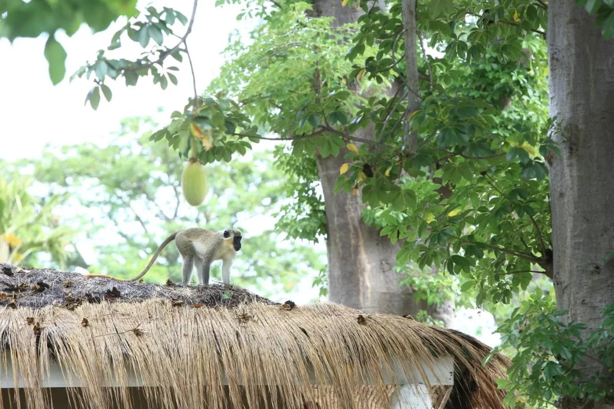 Animals in Les Palétuviers