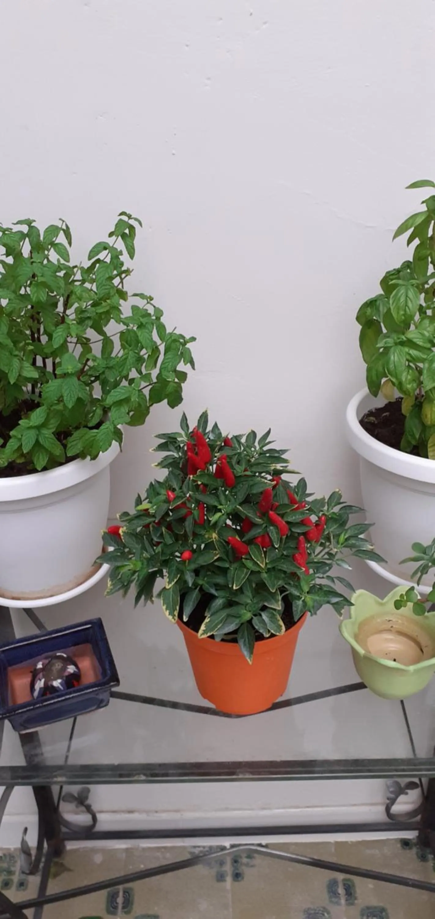 B&B Stella Scugnizza