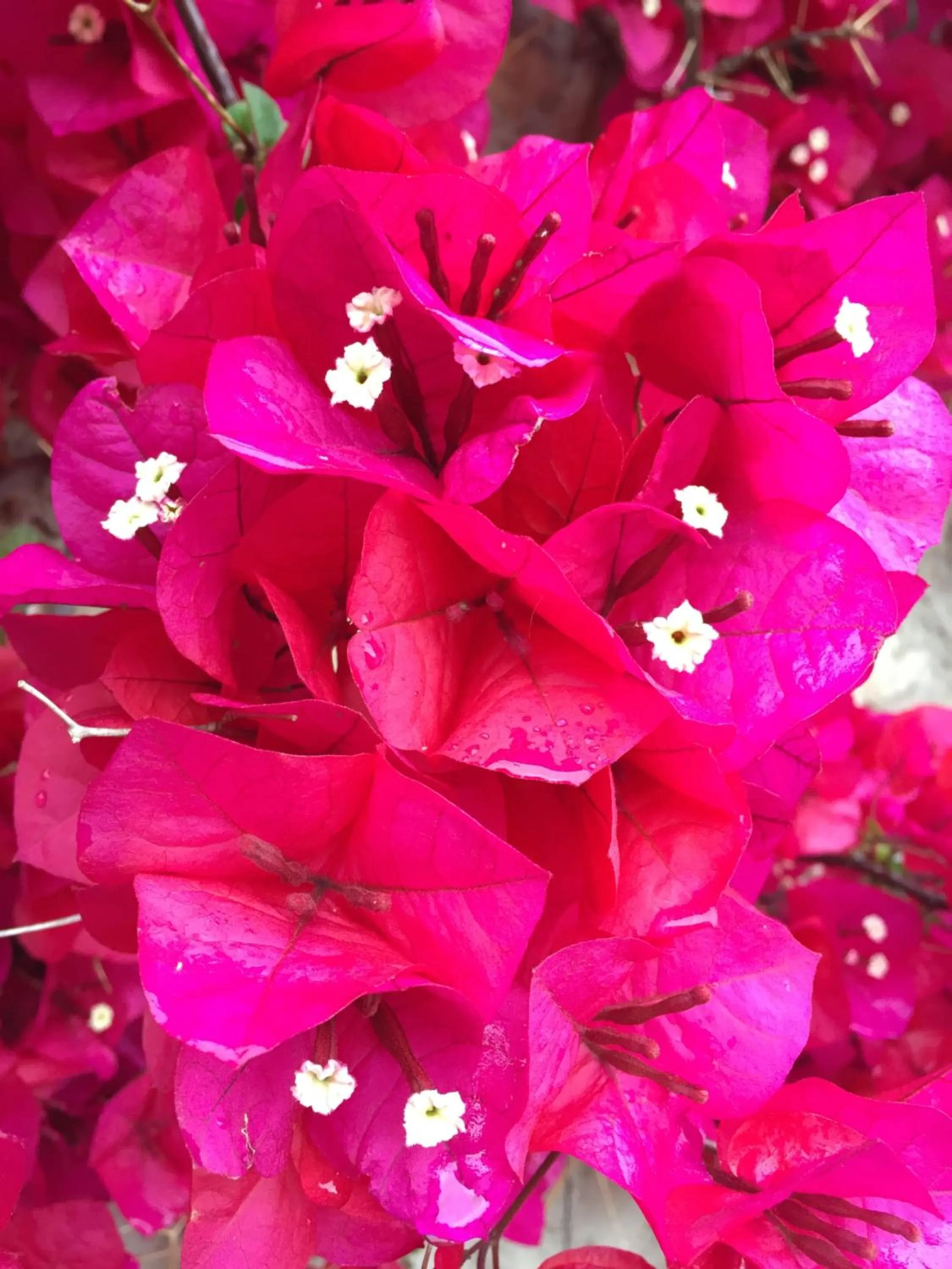 View (from property/room) in Petit Hotel Alaro