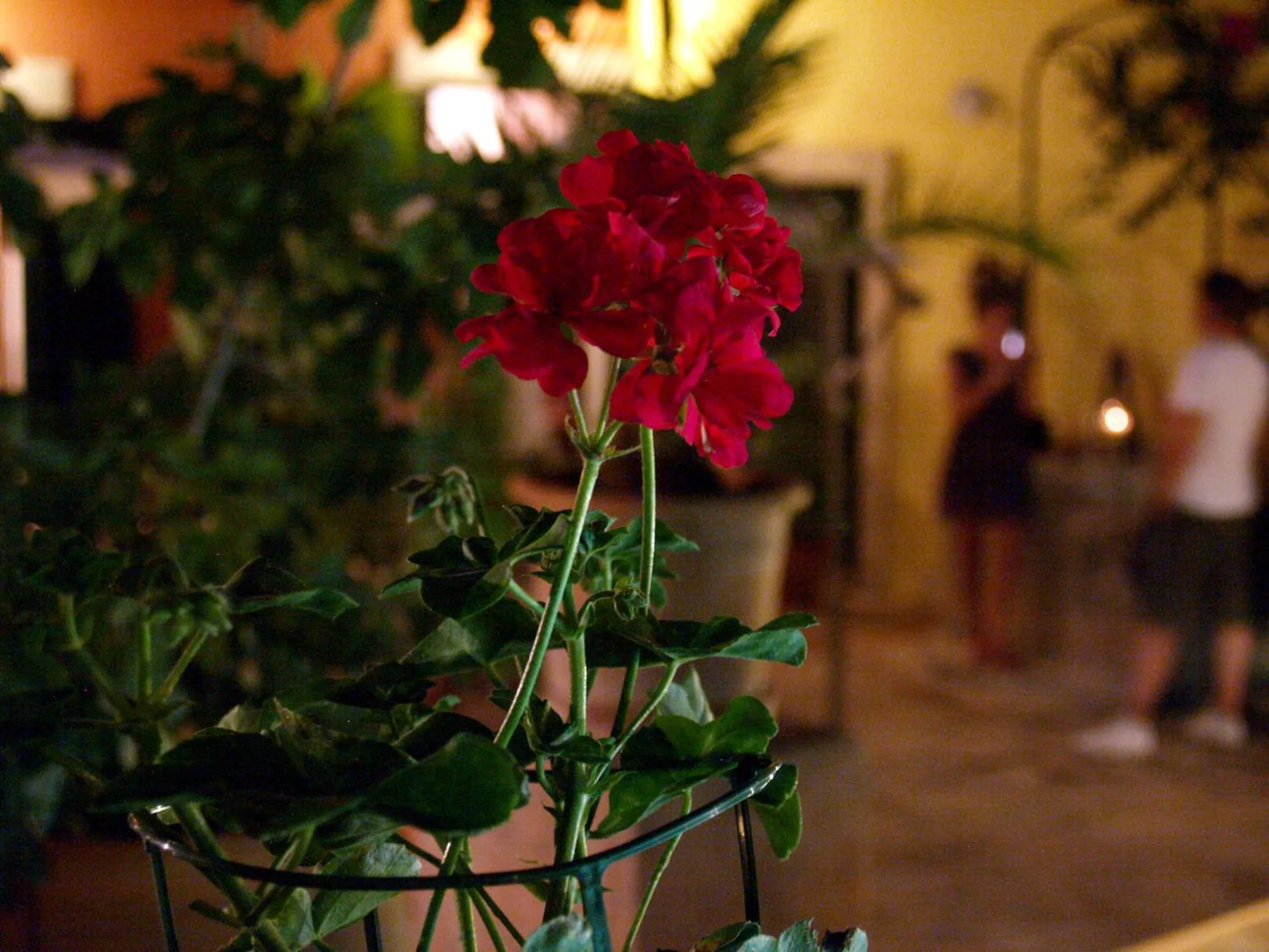 Day in Petit Hotel Alaro